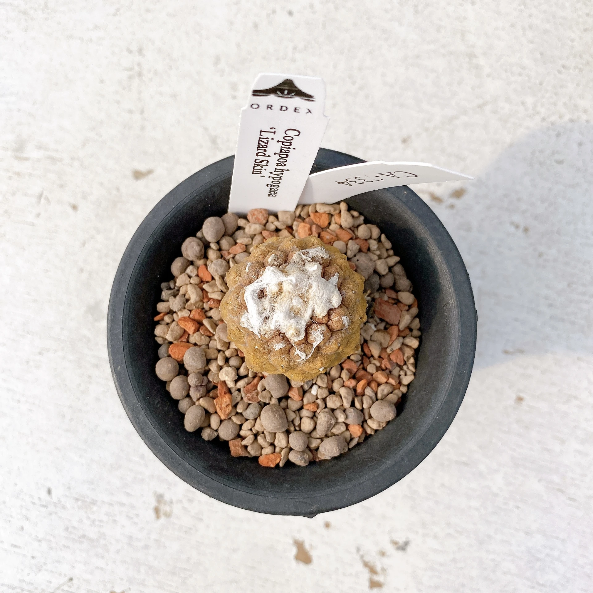 蜥蜴皮 Copiapoa hypogaea ‘Lizard Skin’ CA-7334