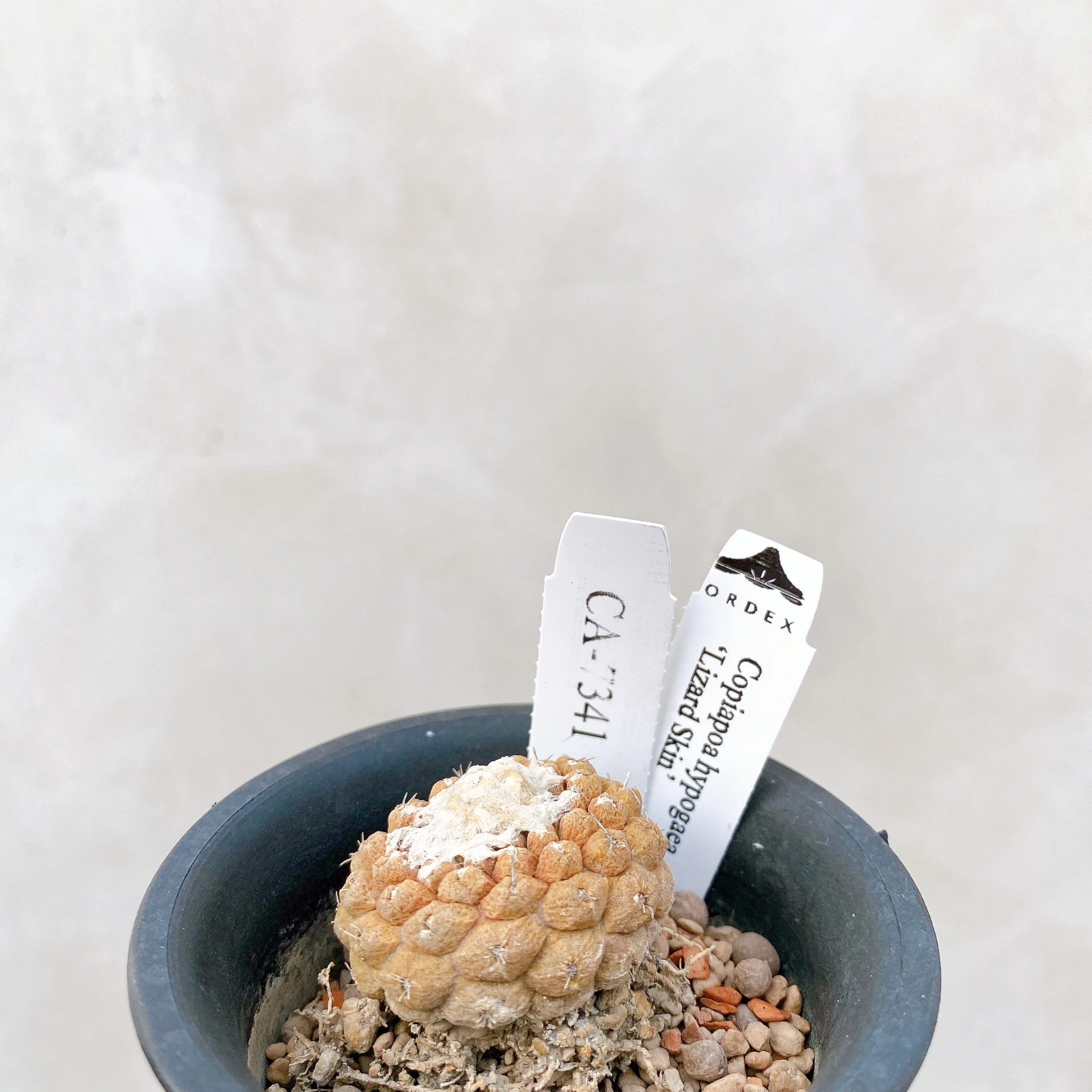 蜥蜴皮 Copiapoa hypogaea ‘Lizard Skin’ CA-7341