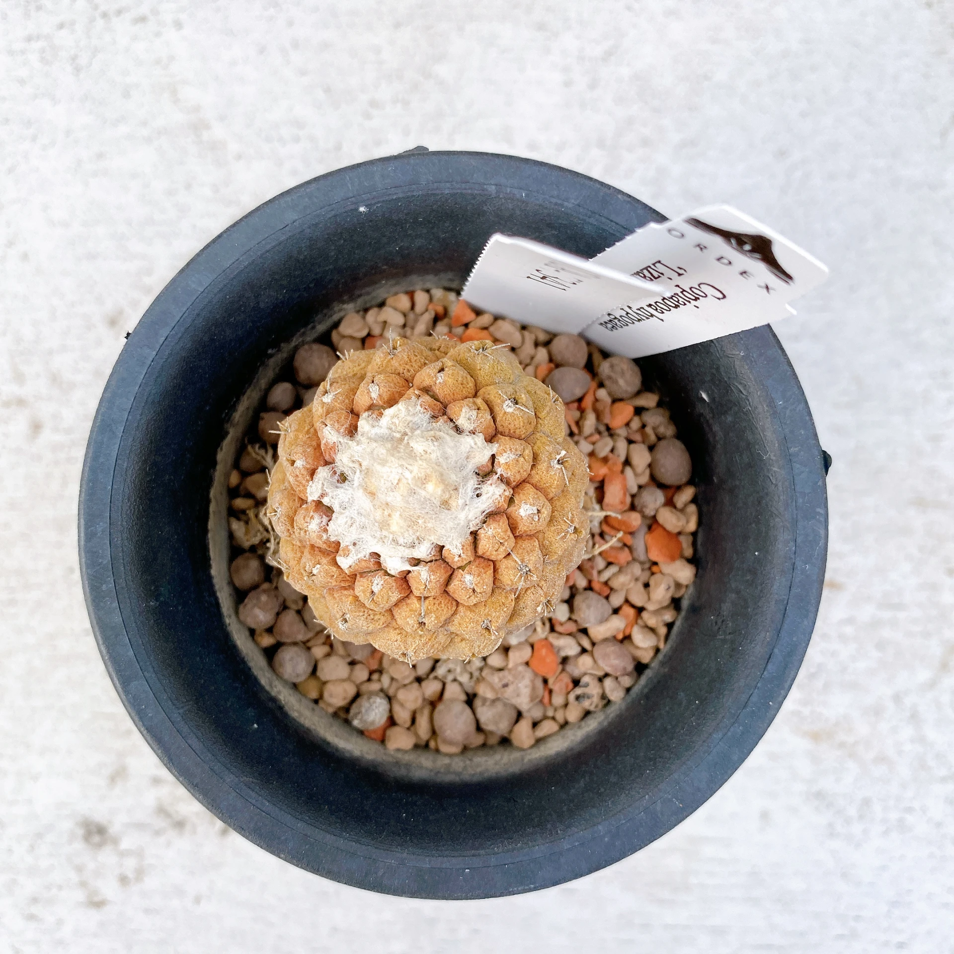 蜥蜴皮 Copiapoa hypogaea ‘Lizard Skin’ CA-7341