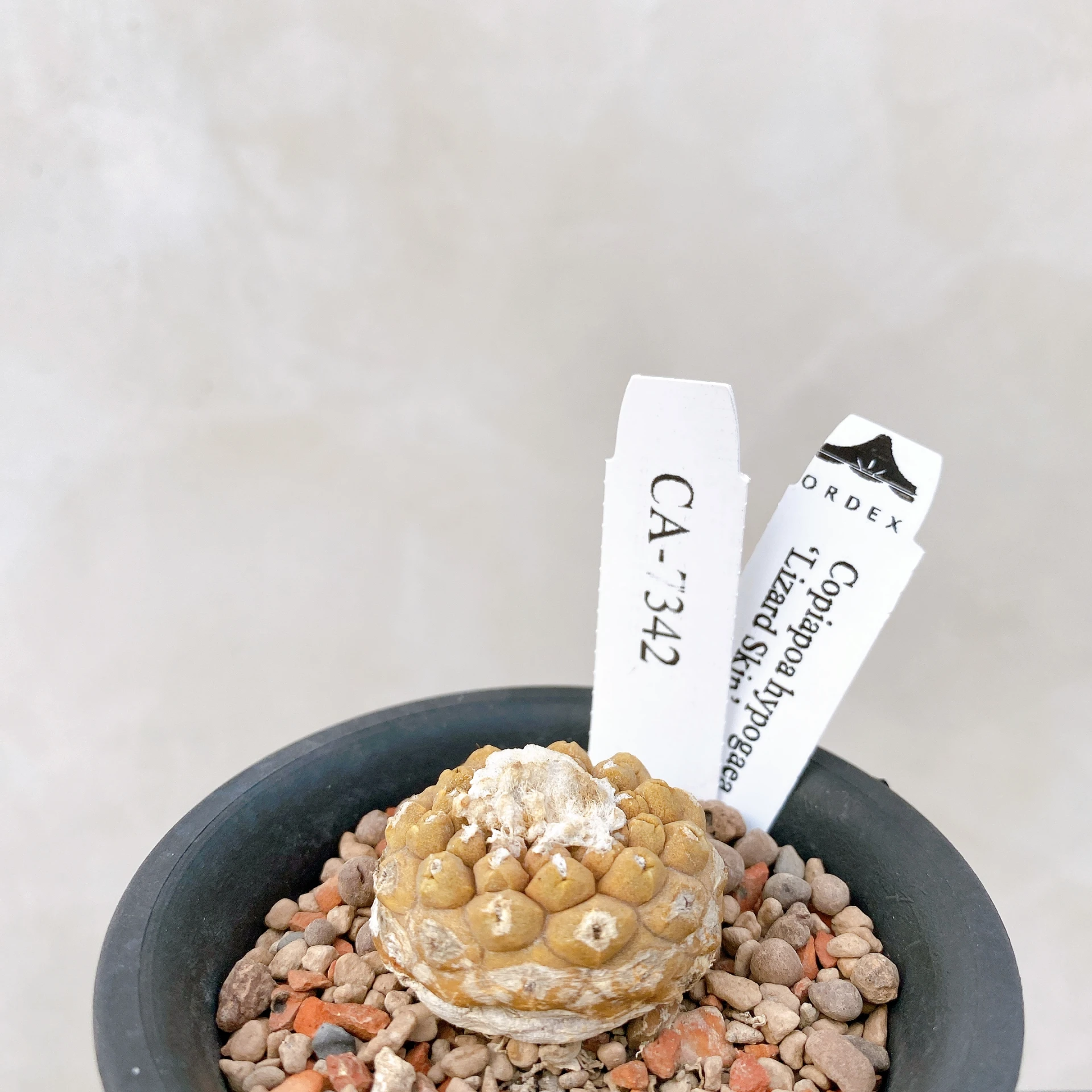 蜥蜴皮 Copiapoa hypogaea ‘Lizard Skin’ CA-7342