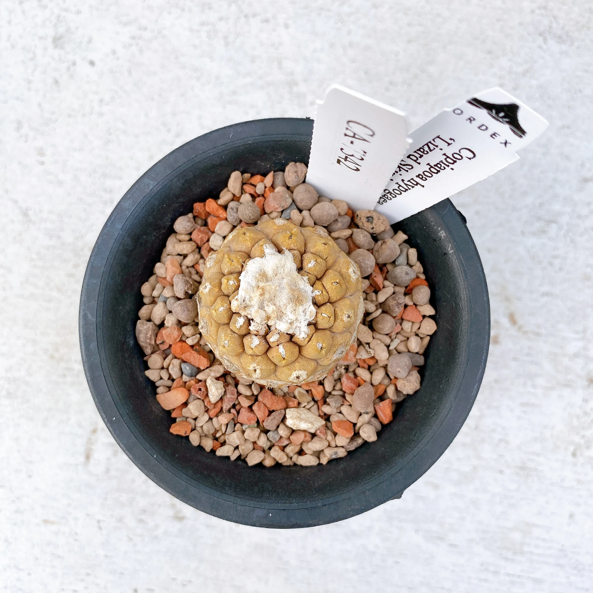 蜥蜴皮 Copiapoa hypogaea ‘Lizard Skin’ CA-7342