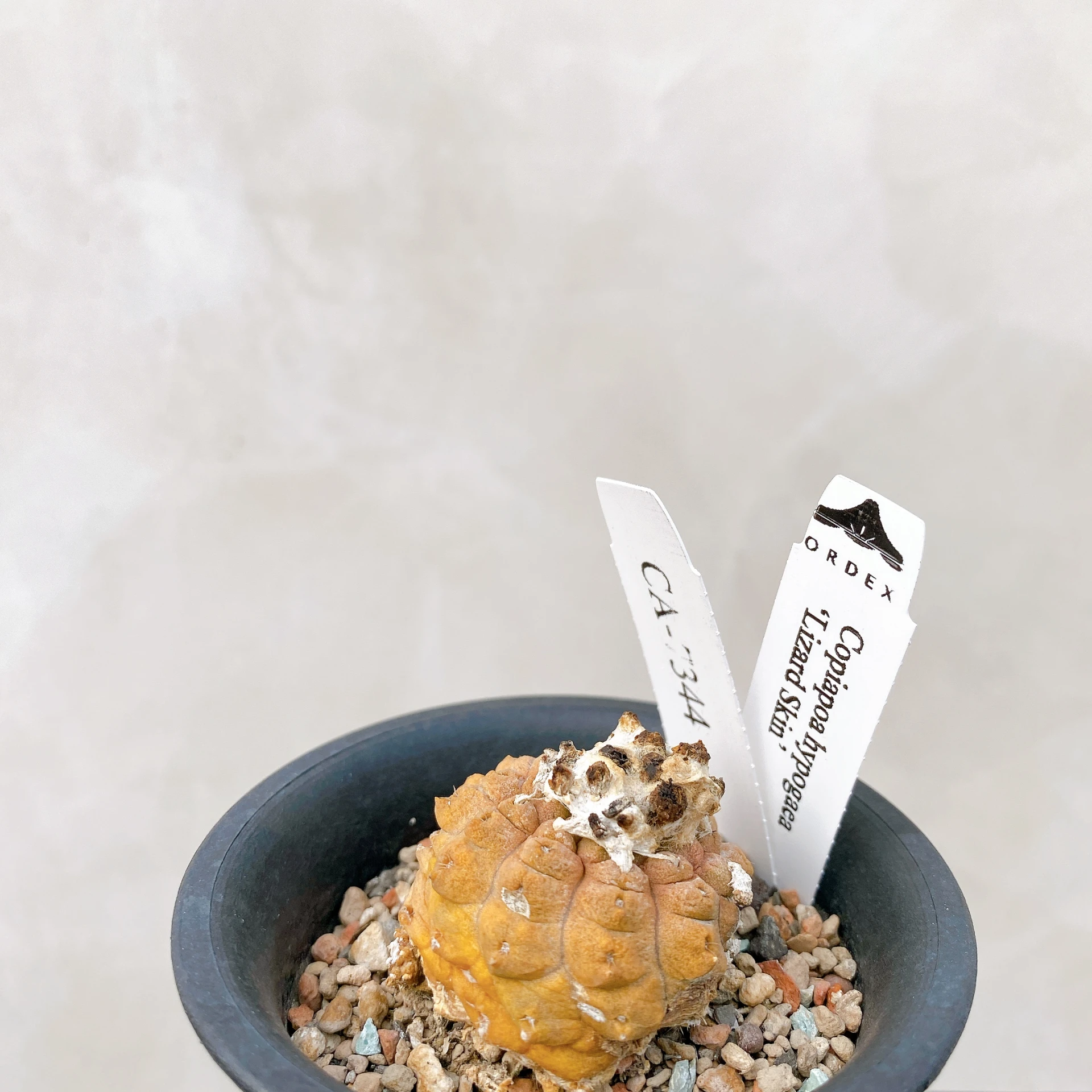 蜥蜴皮 Copiapoa hypogaea ‘Lizard Skin’ CA-7344
