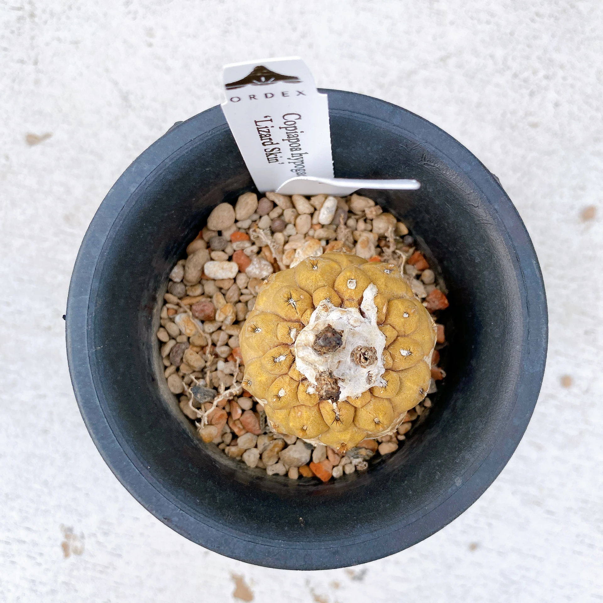 蜥蜴皮 Copiapoa hypogaea ‘Lizard Skin’ CA-7363