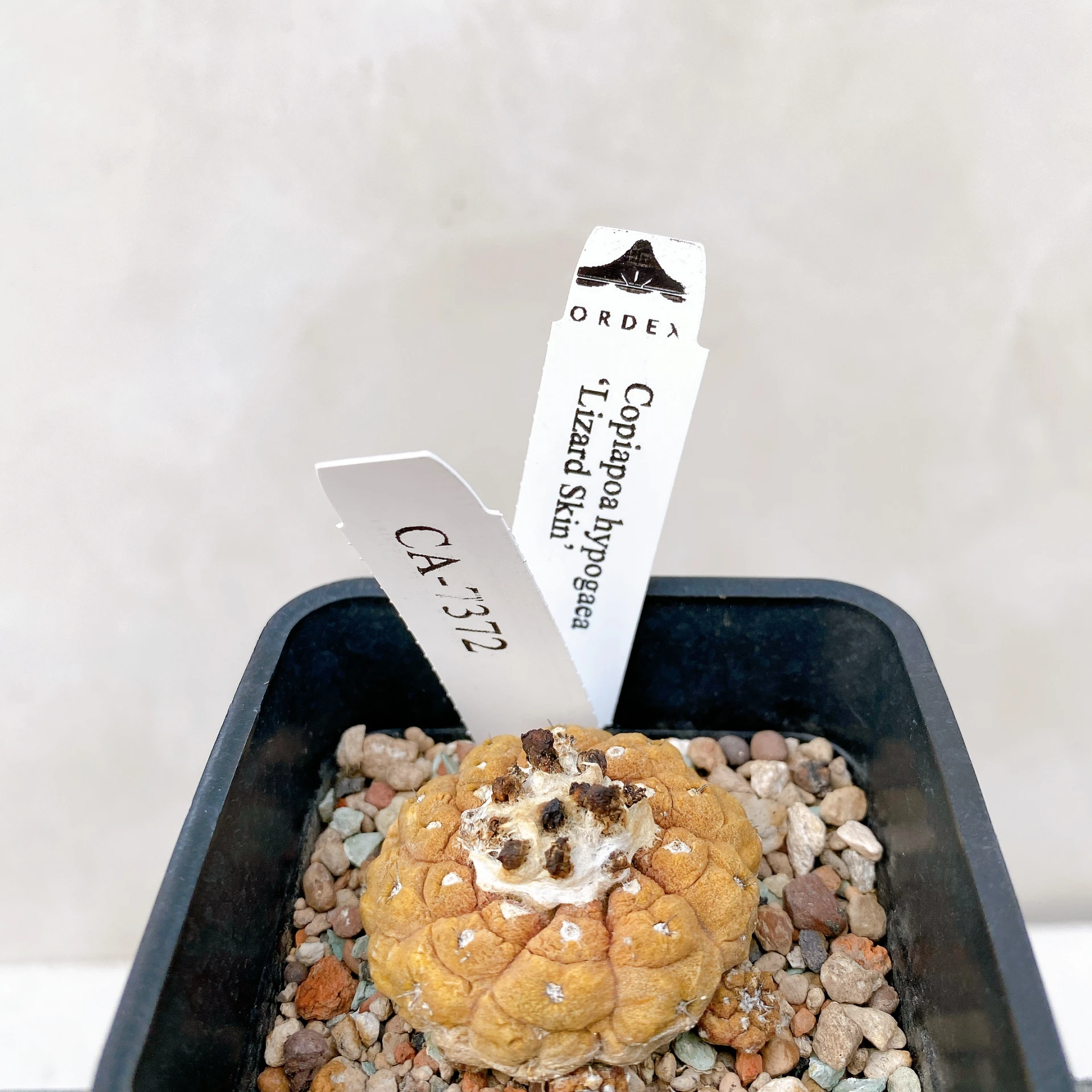 蜥蜴皮 Copiapoa hypogaea ‘Lizard Skin’ CA-7372