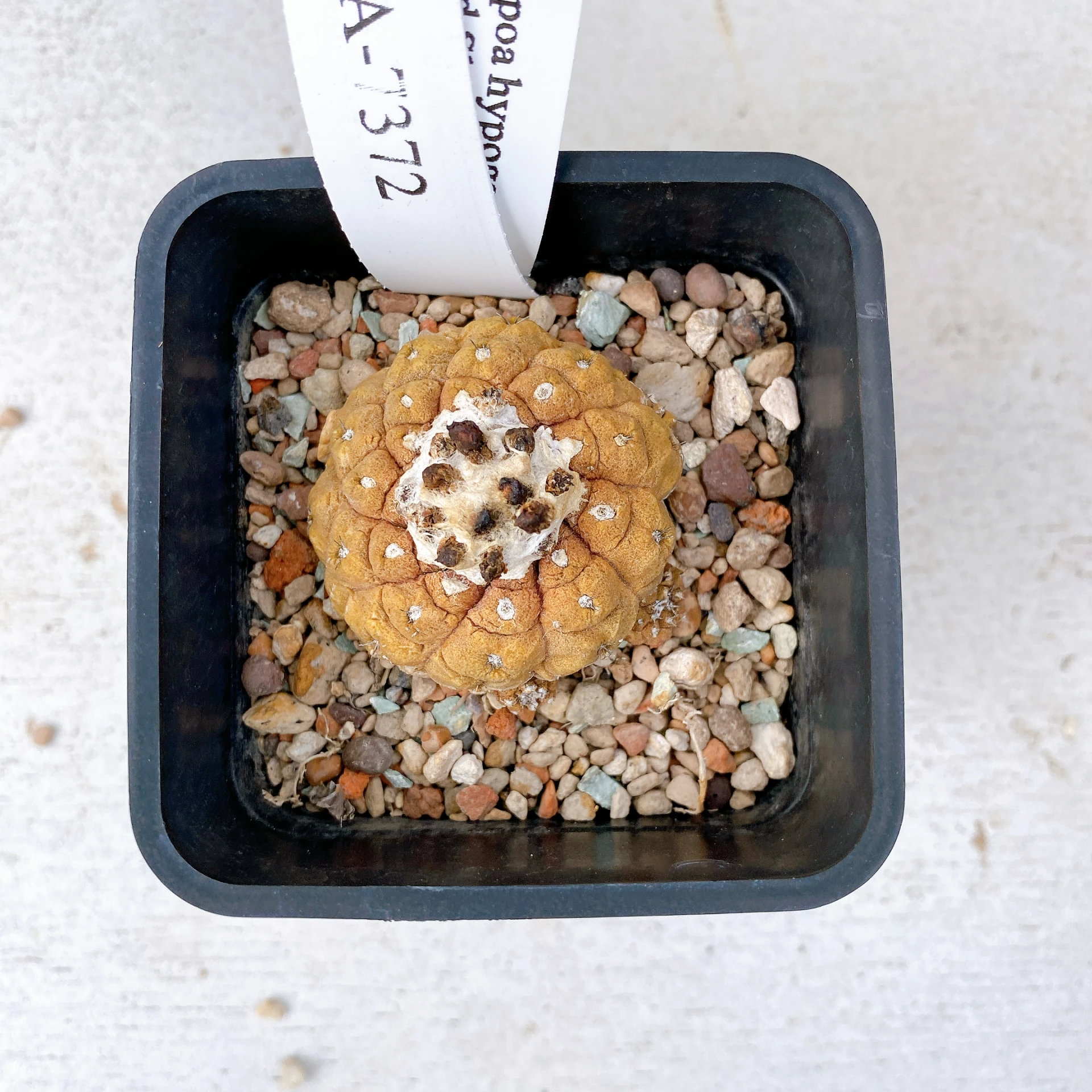 蜥蜴皮 Copiapoa hypogaea ‘Lizard Skin’ CA-7372