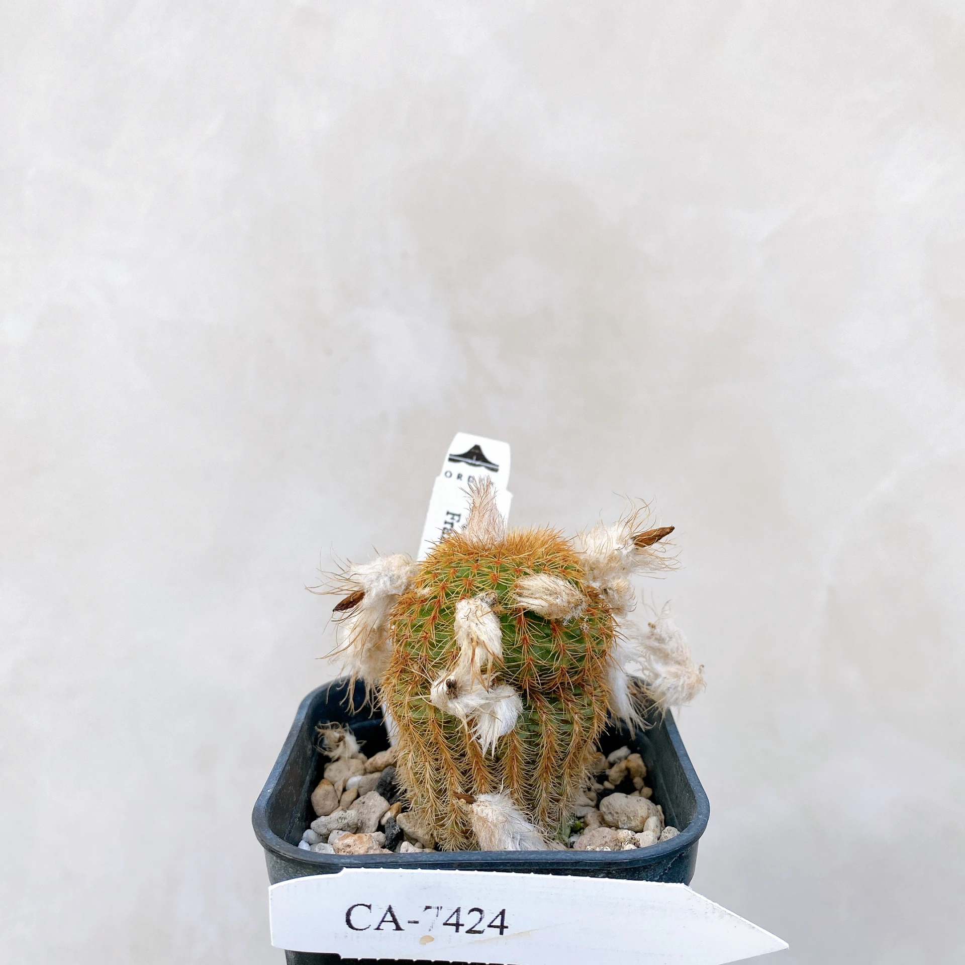南蠻童子 Frailea magnifica CA-7424