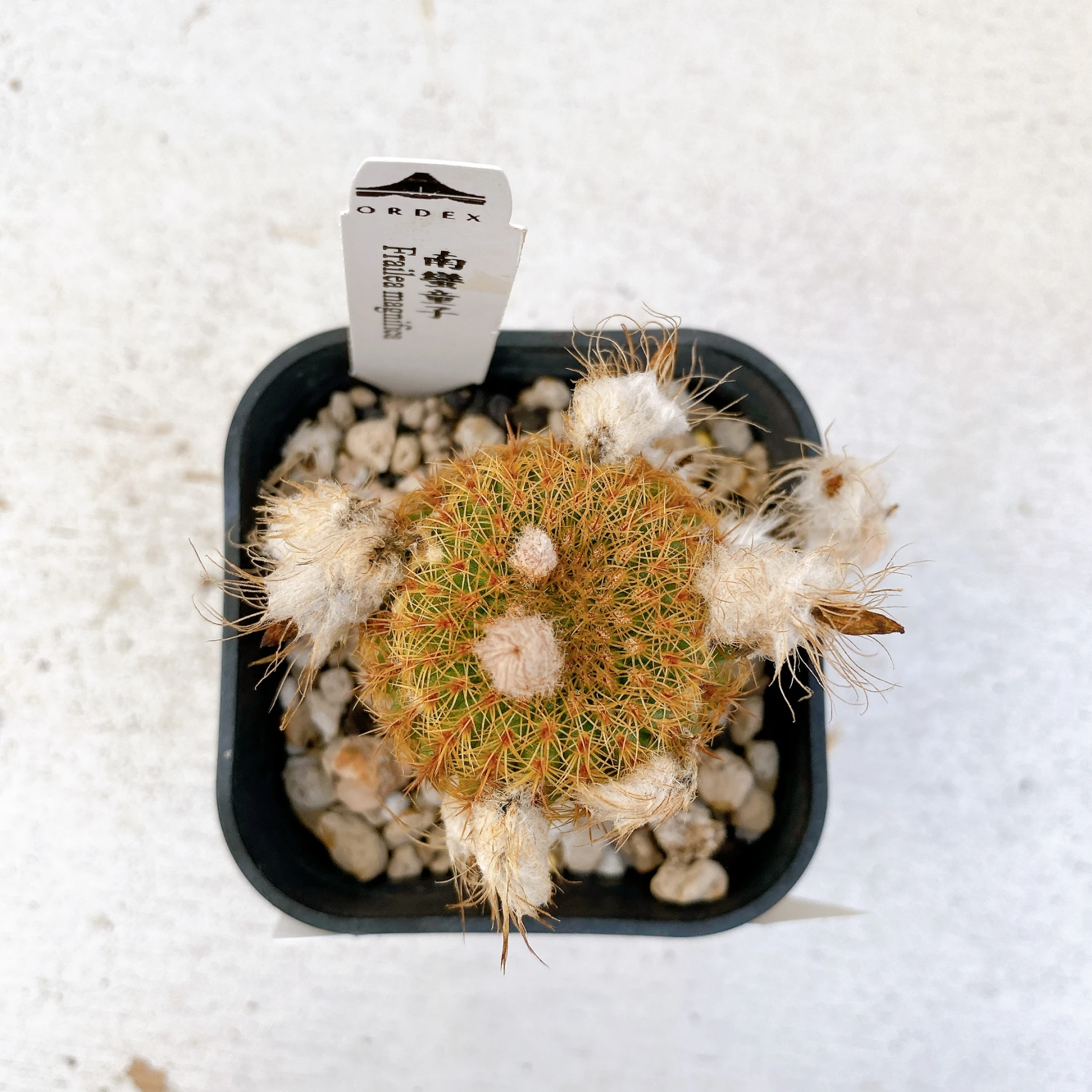 南蠻童子 Frailea magnifica CA-7424