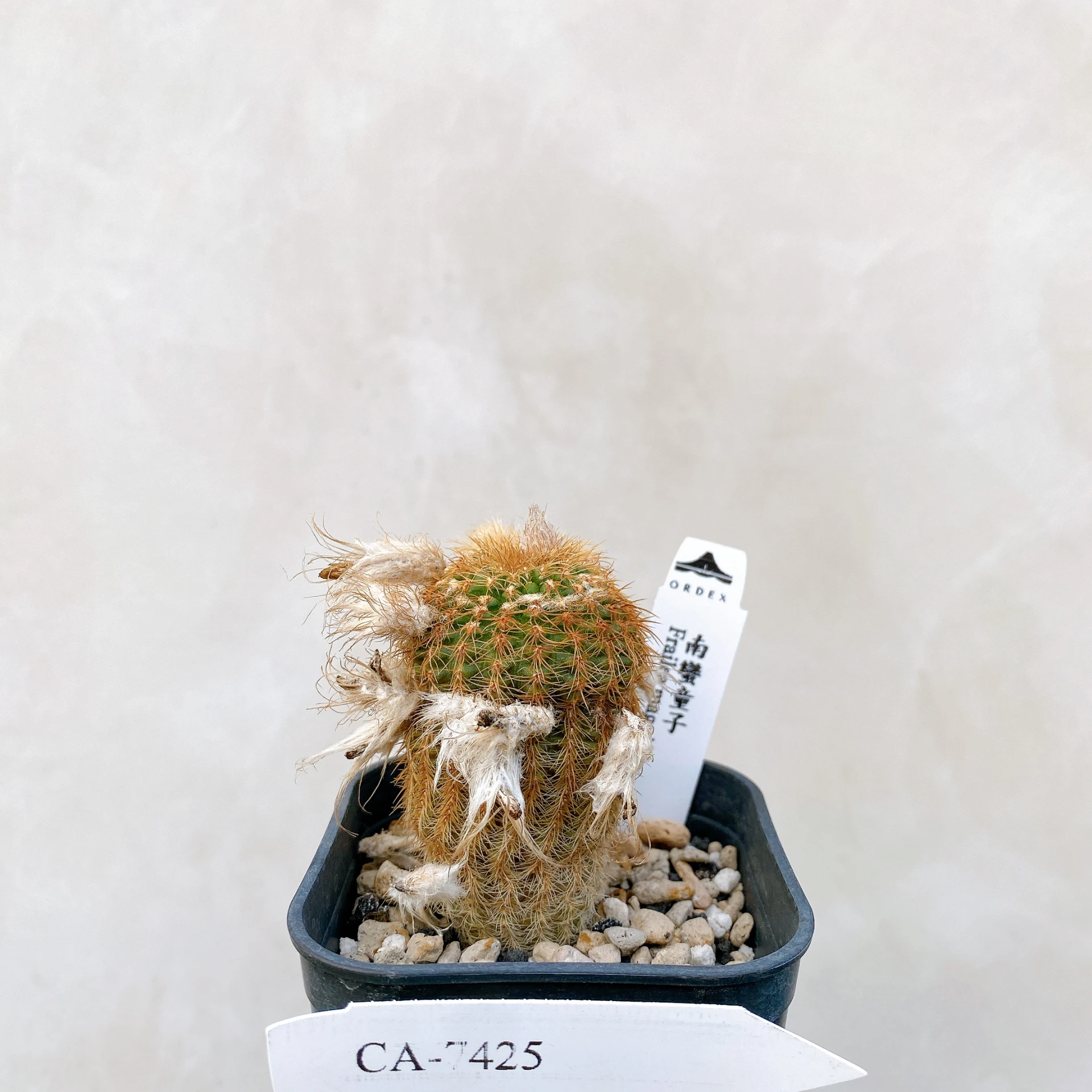 南蠻童子 Frailea magnifica CA-7425