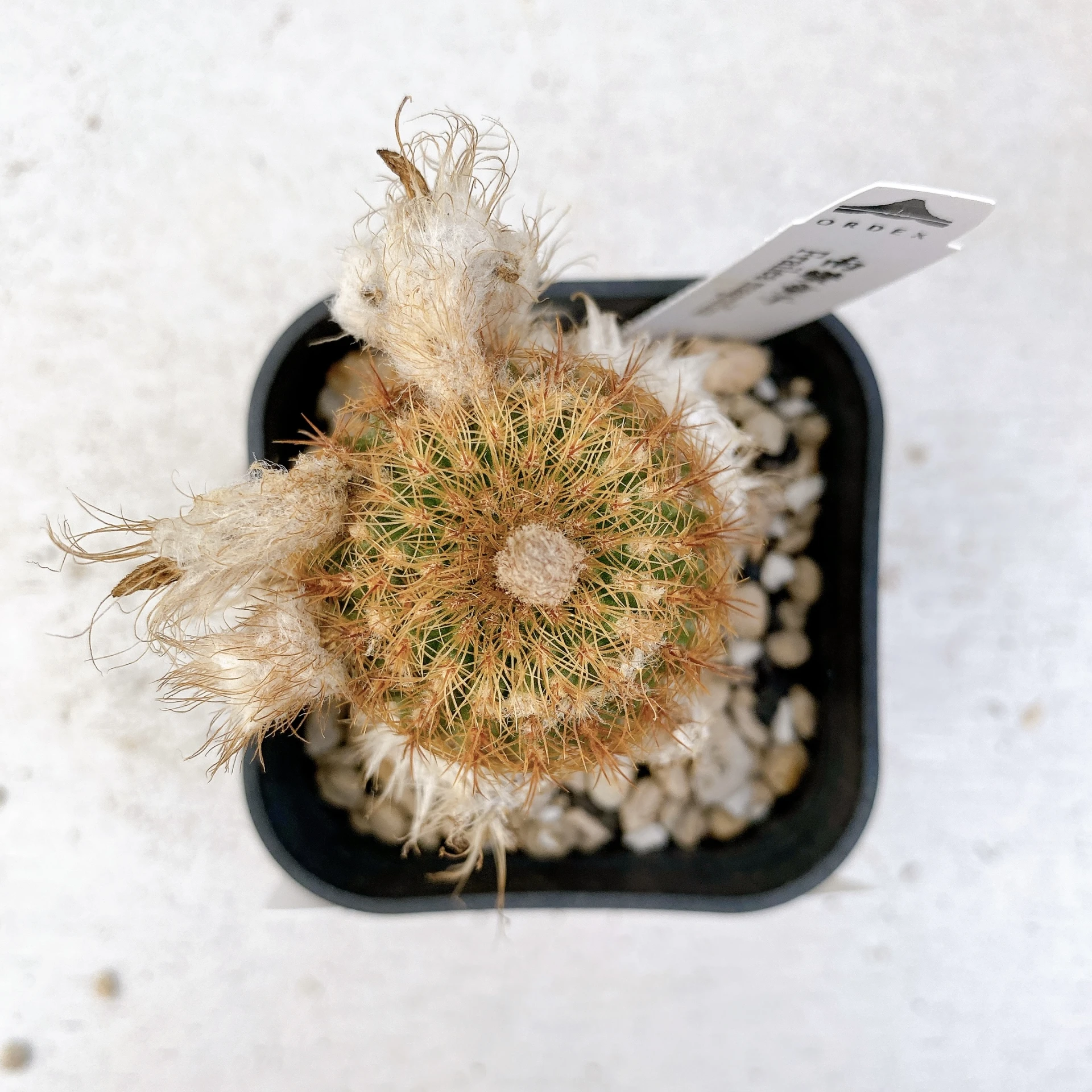 南蠻童子 Frailea magnifica CA-7425