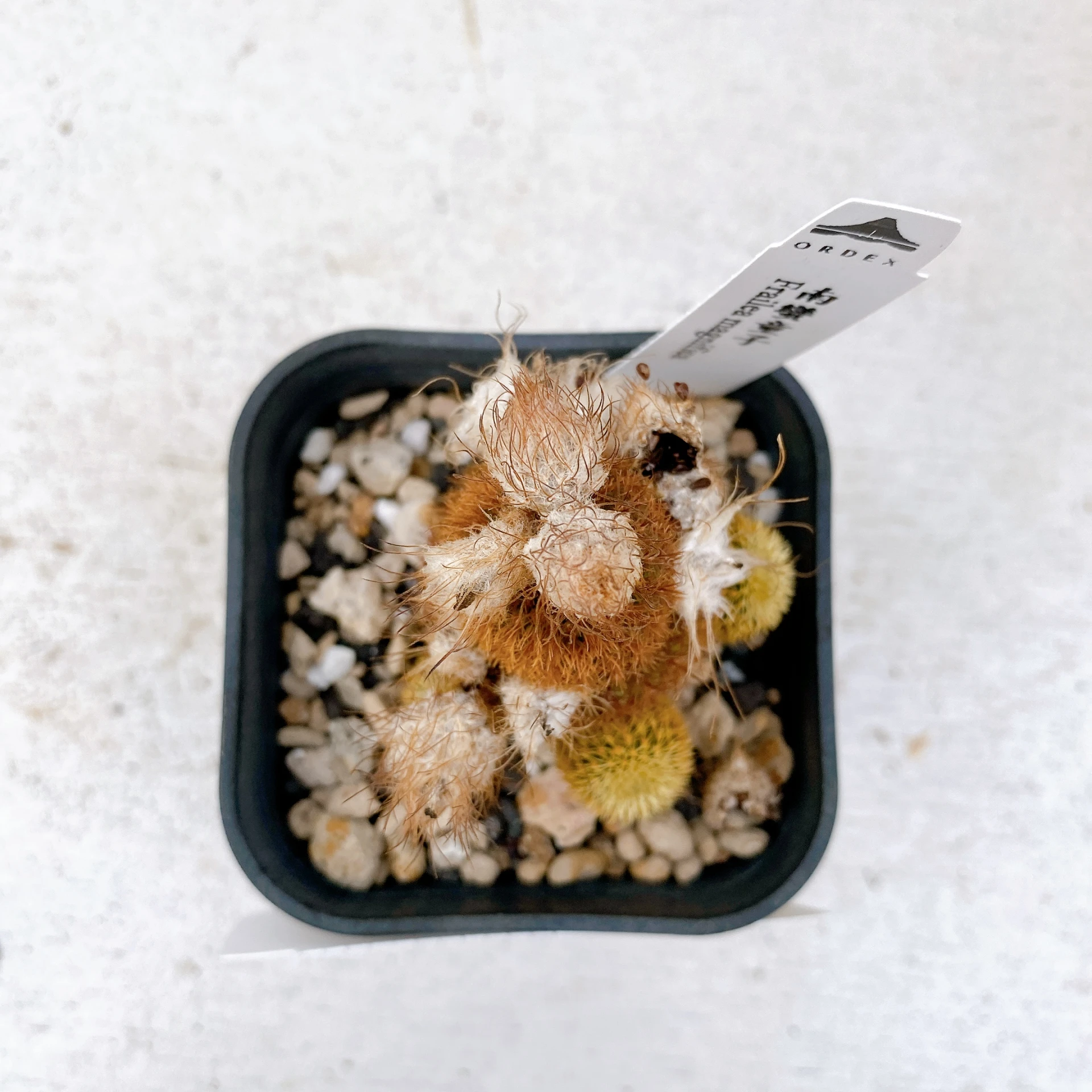 南蠻童子 Frailea magnifica CA-7426