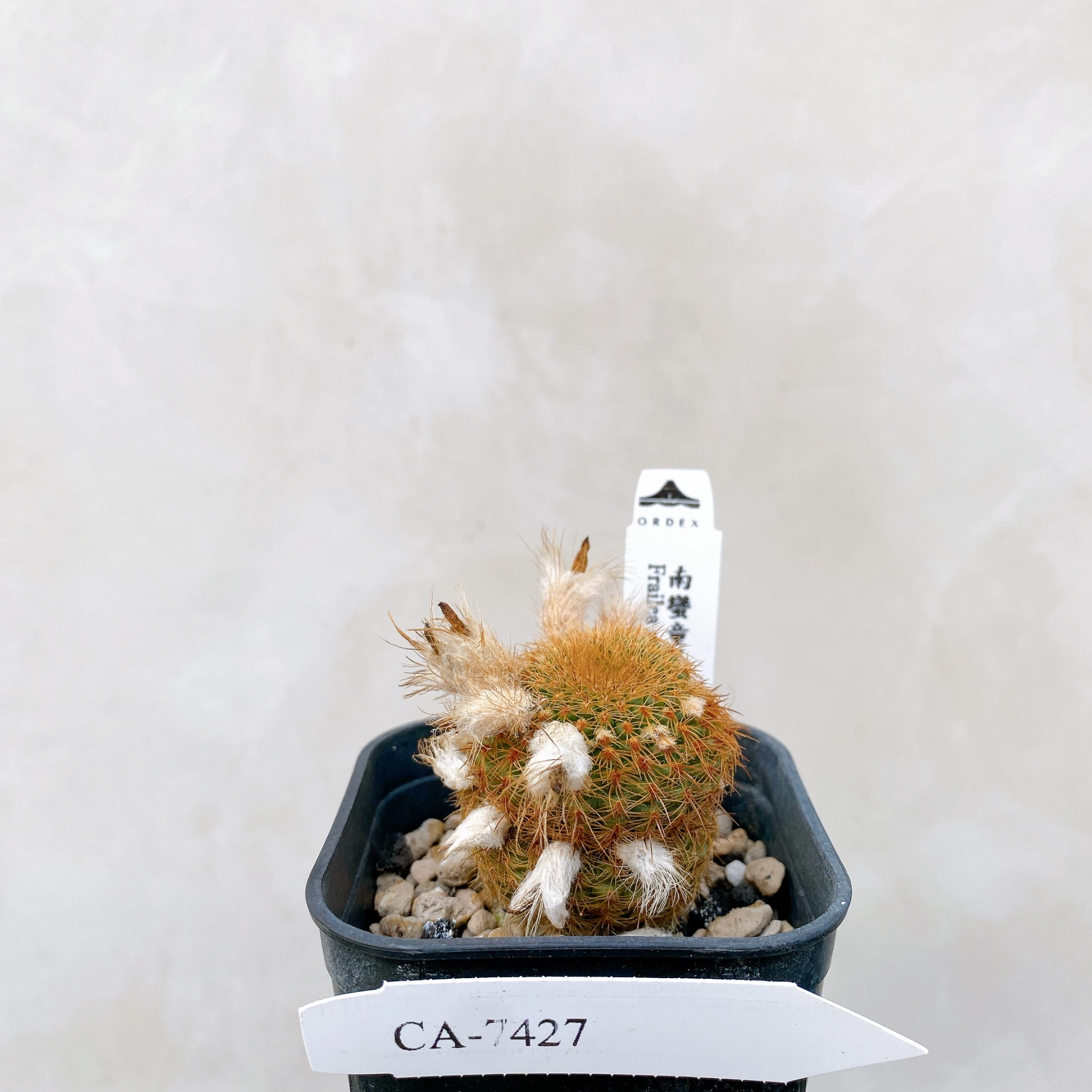 南蠻童子 Frailea magnifica CA-7427