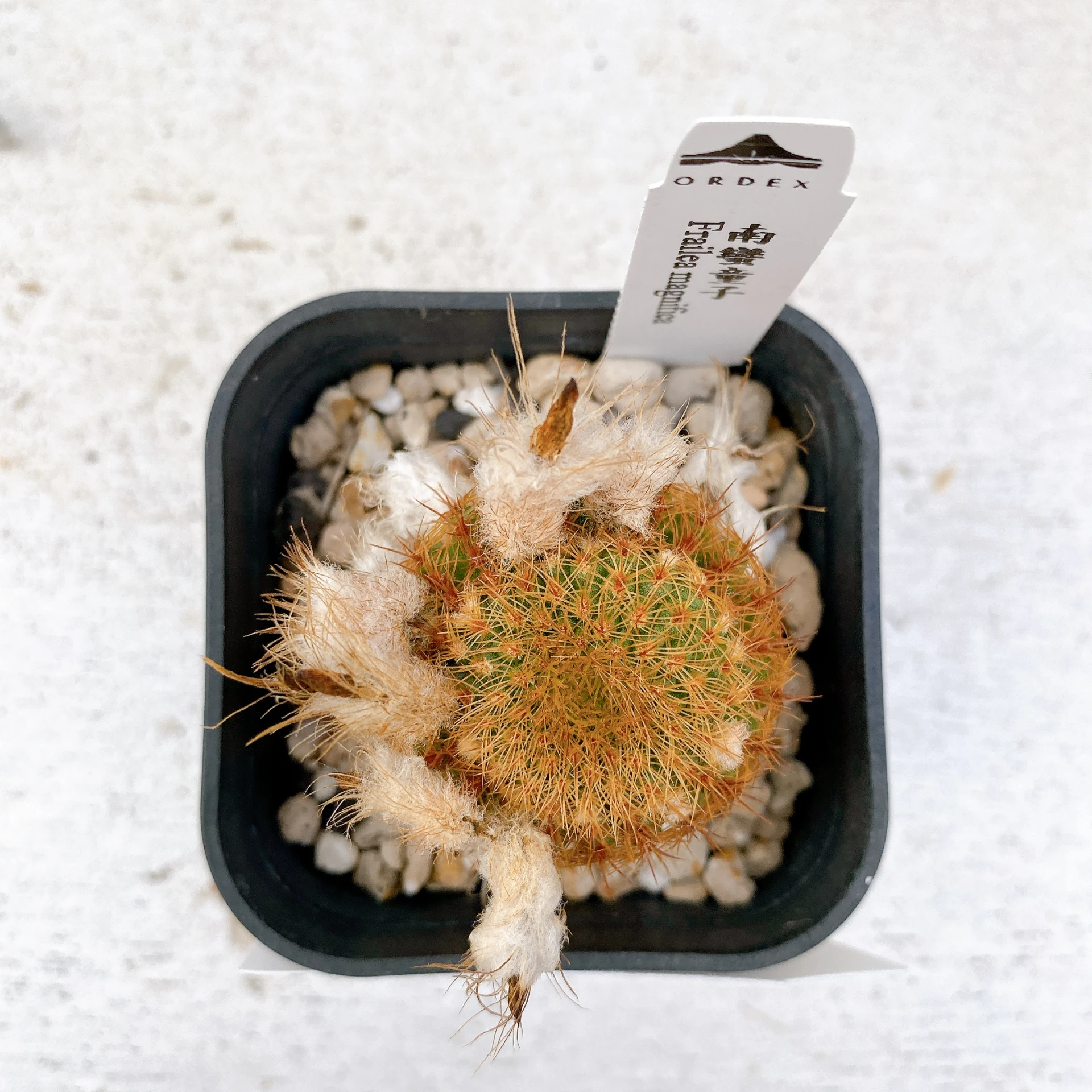 南蠻童子 Frailea magnifica CA-7427