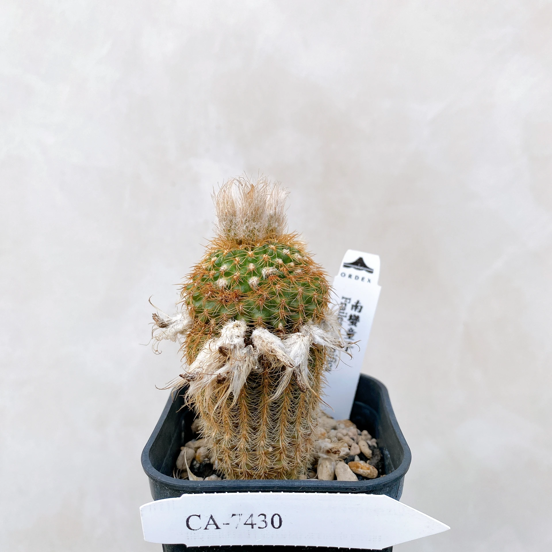 南蠻童子 Frailea magnifica CA-7430