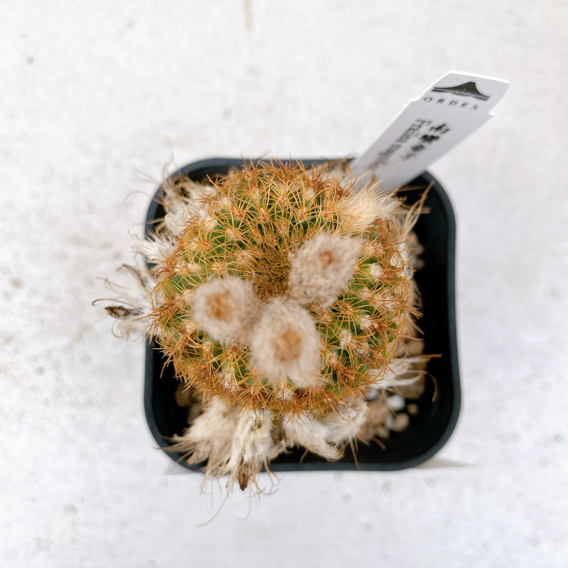 南蠻童子 Frailea magnifica CA-7430