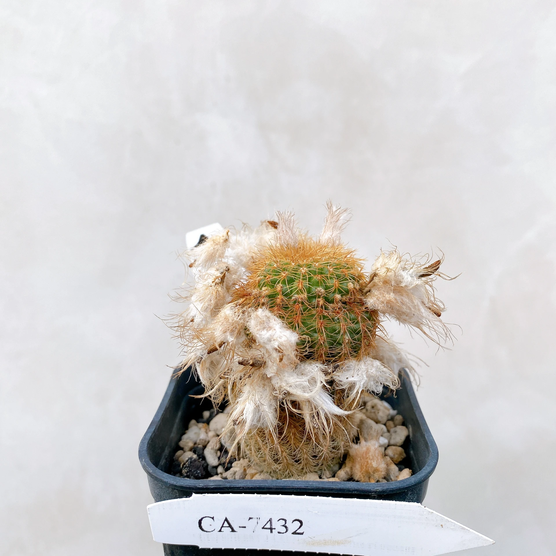 南蠻童子 Frailea magnifica CA-7432