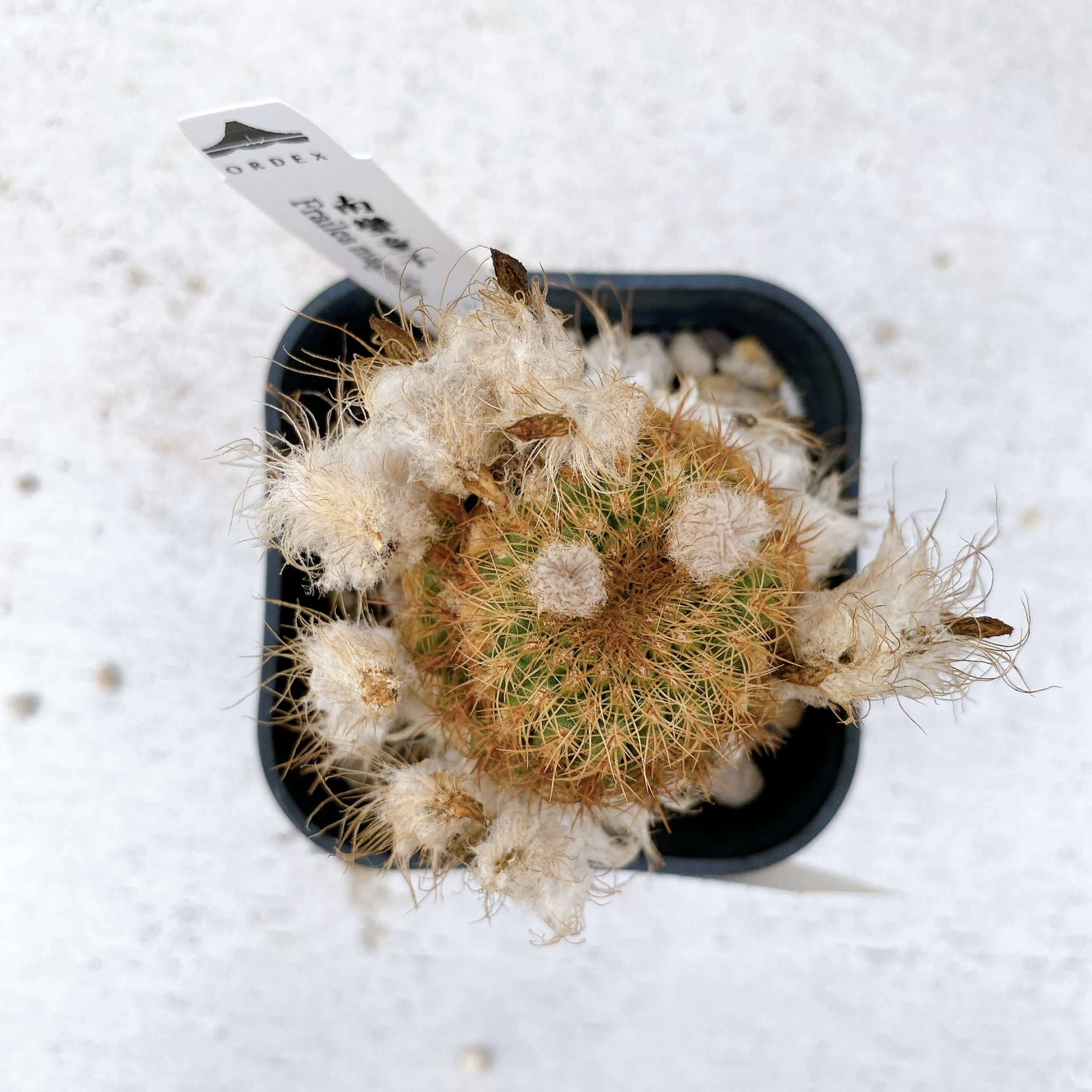 南蠻童子 Frailea magnifica CA-7432