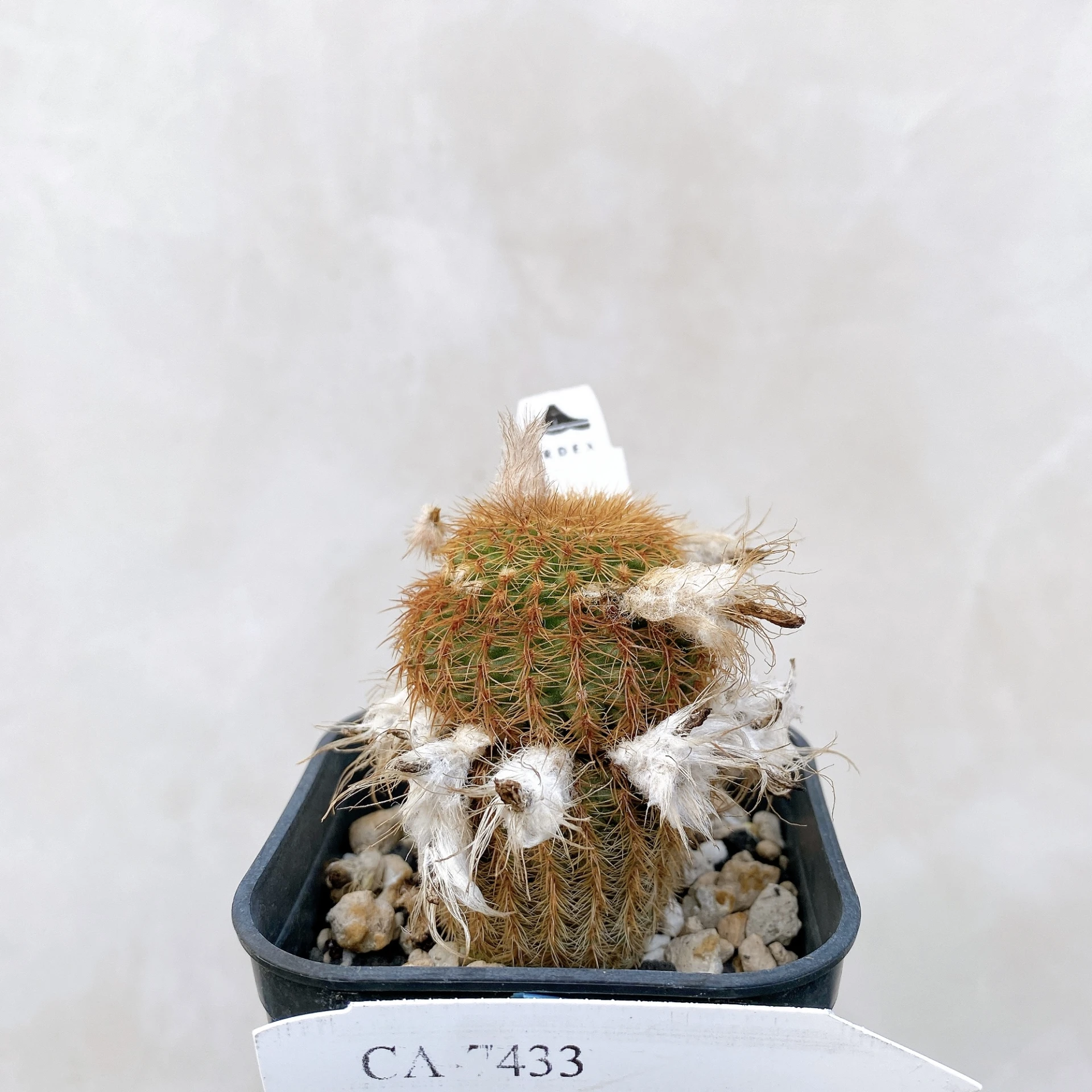 南蠻童子 Frailea magnifica CA-7433
