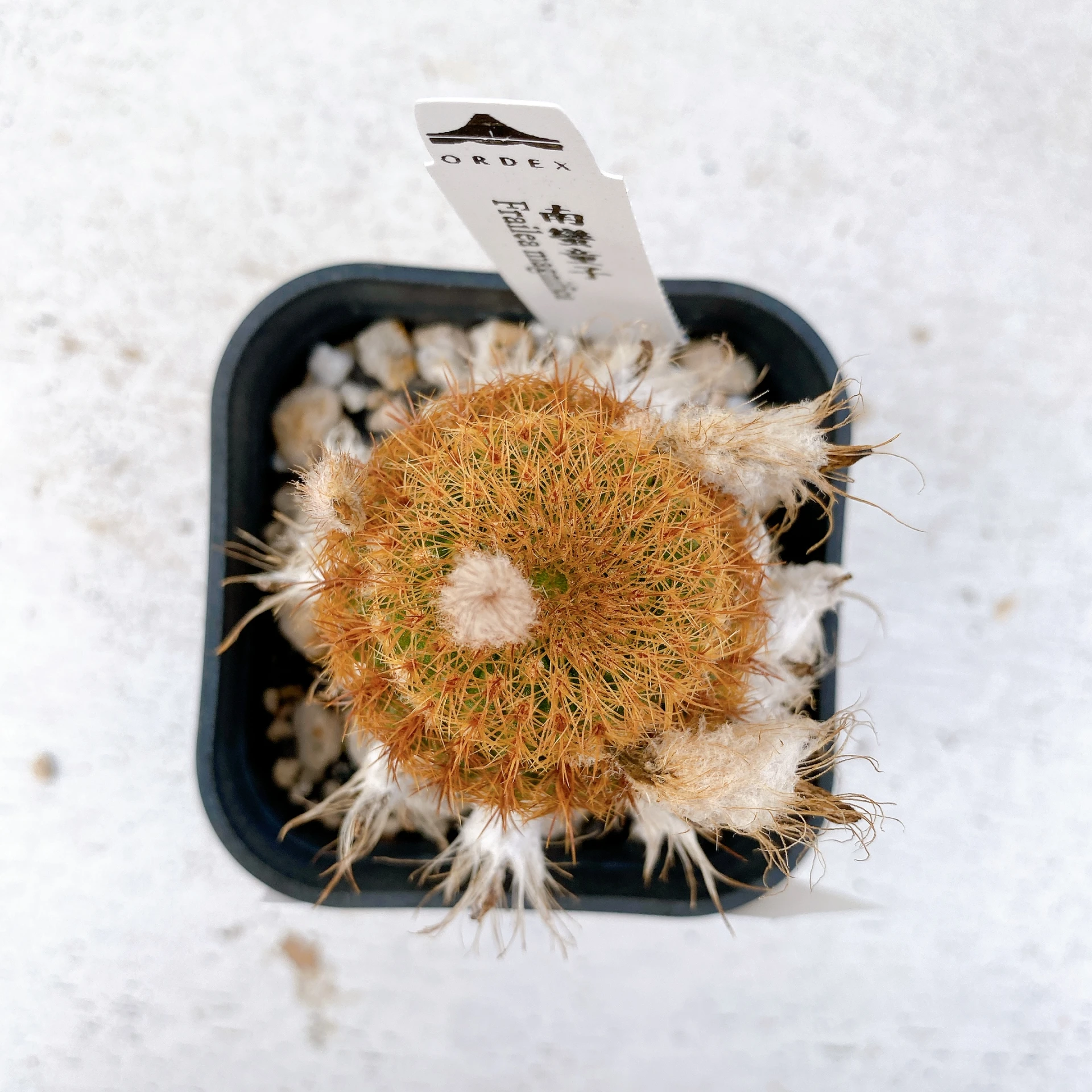 南蠻童子 Frailea magnifica CA-7433