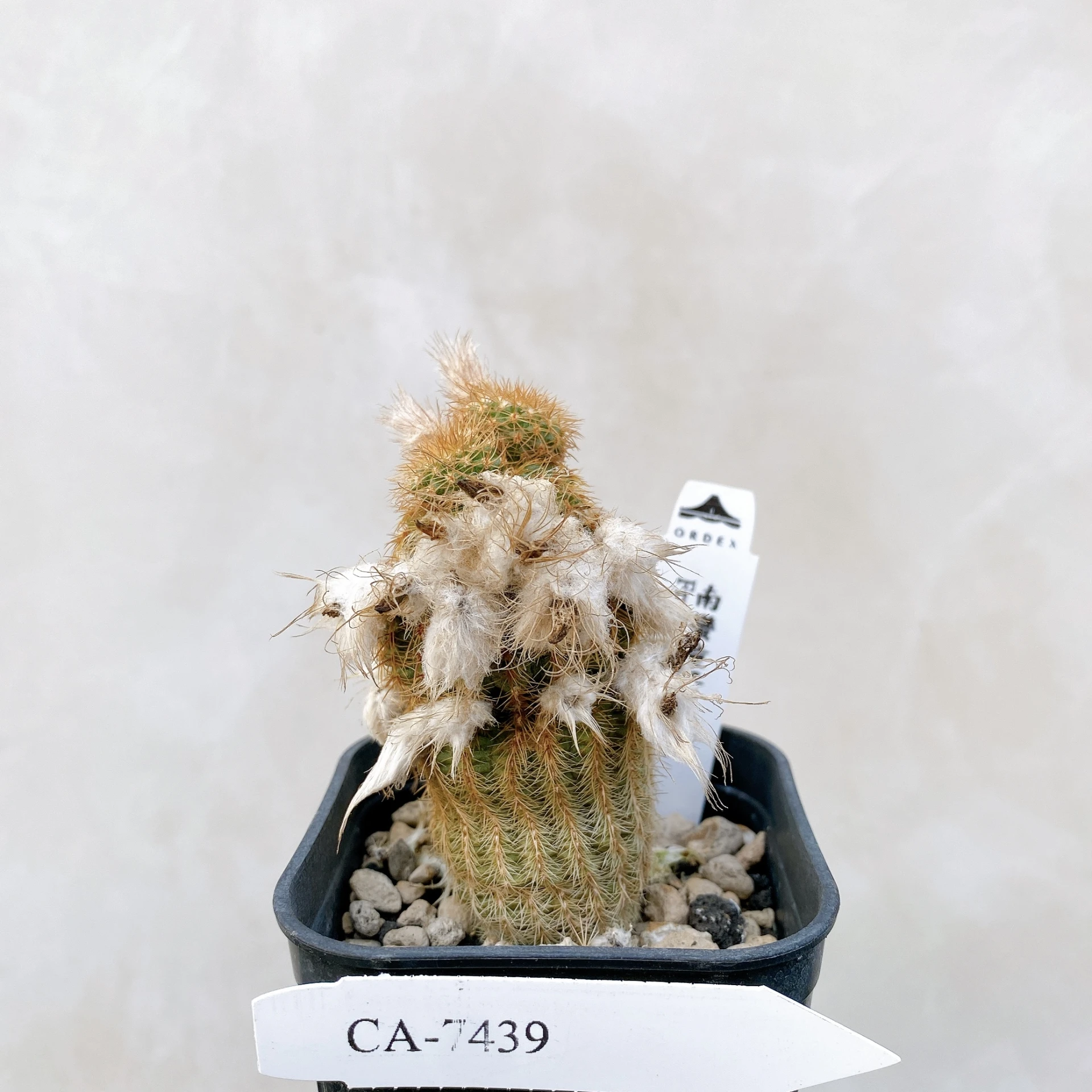 南蠻童子 Frailea magnifica CA-7439