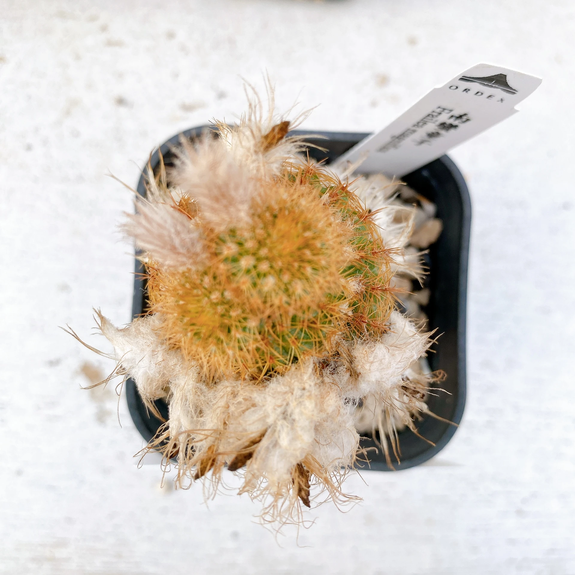 南蠻童子 Frailea magnifica CA-7439