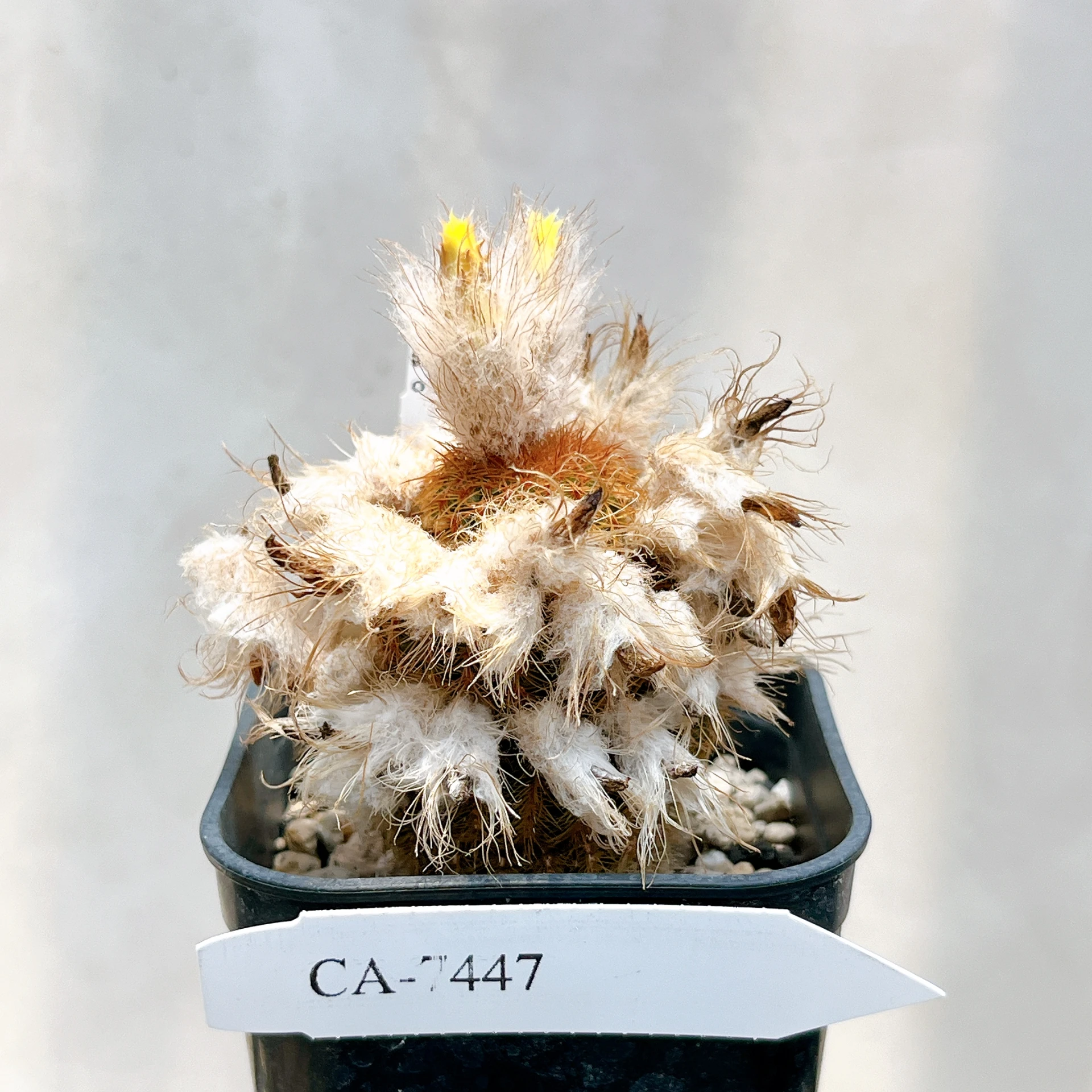 南蠻童子 Frailea magnifica CA-7447