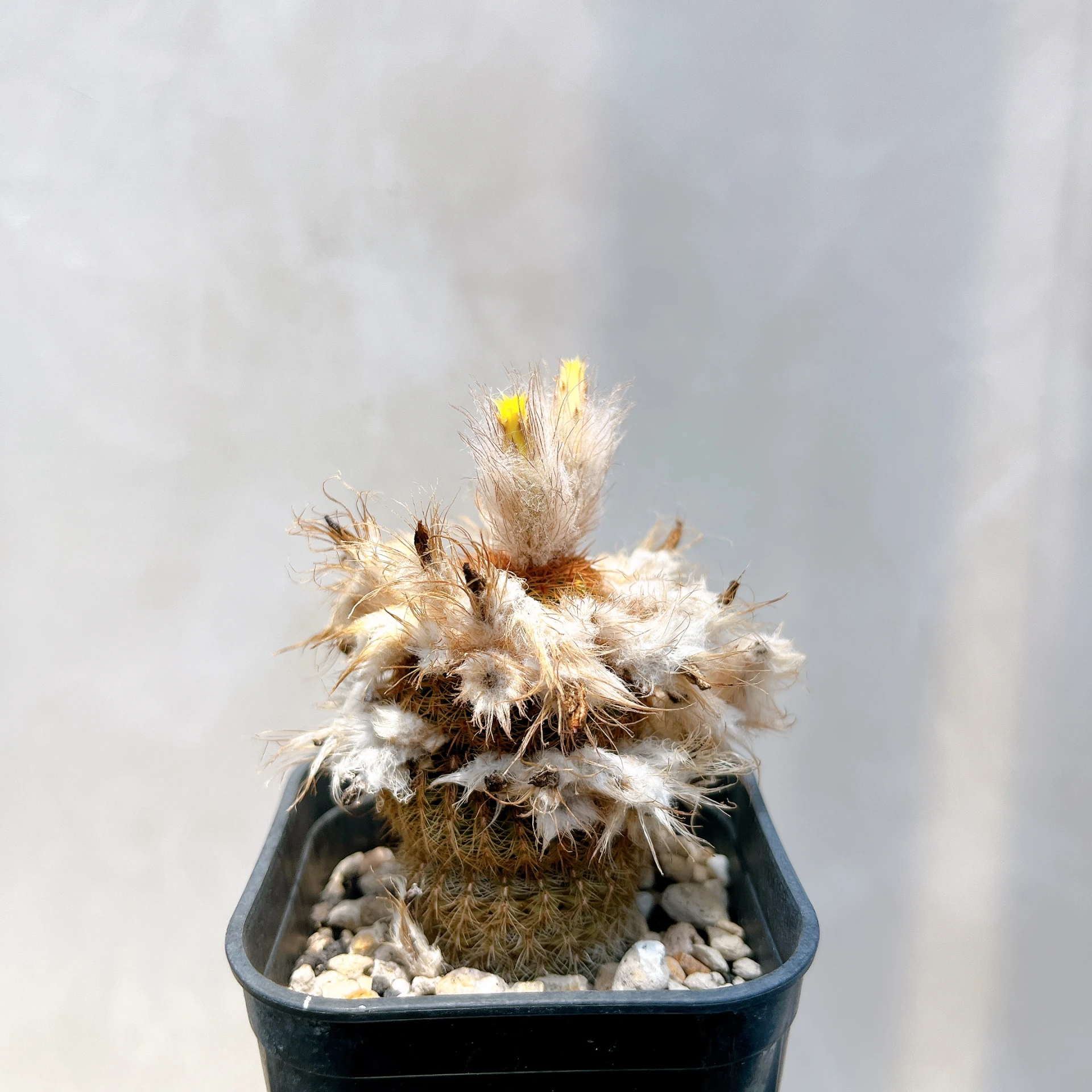 南蠻童子 Frailea magnifica CA-7447