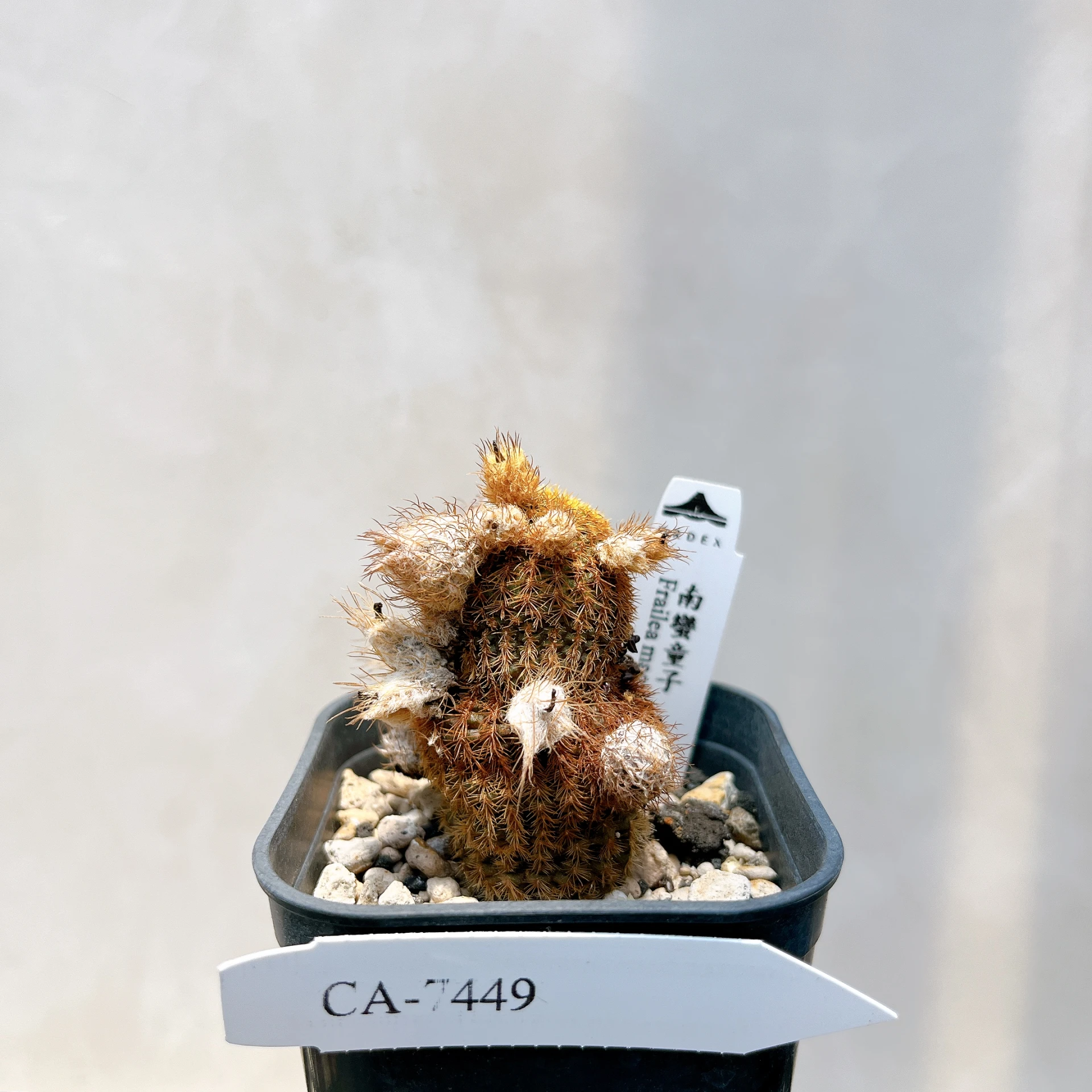 南蠻童子 Frailea magnifica CA-7449