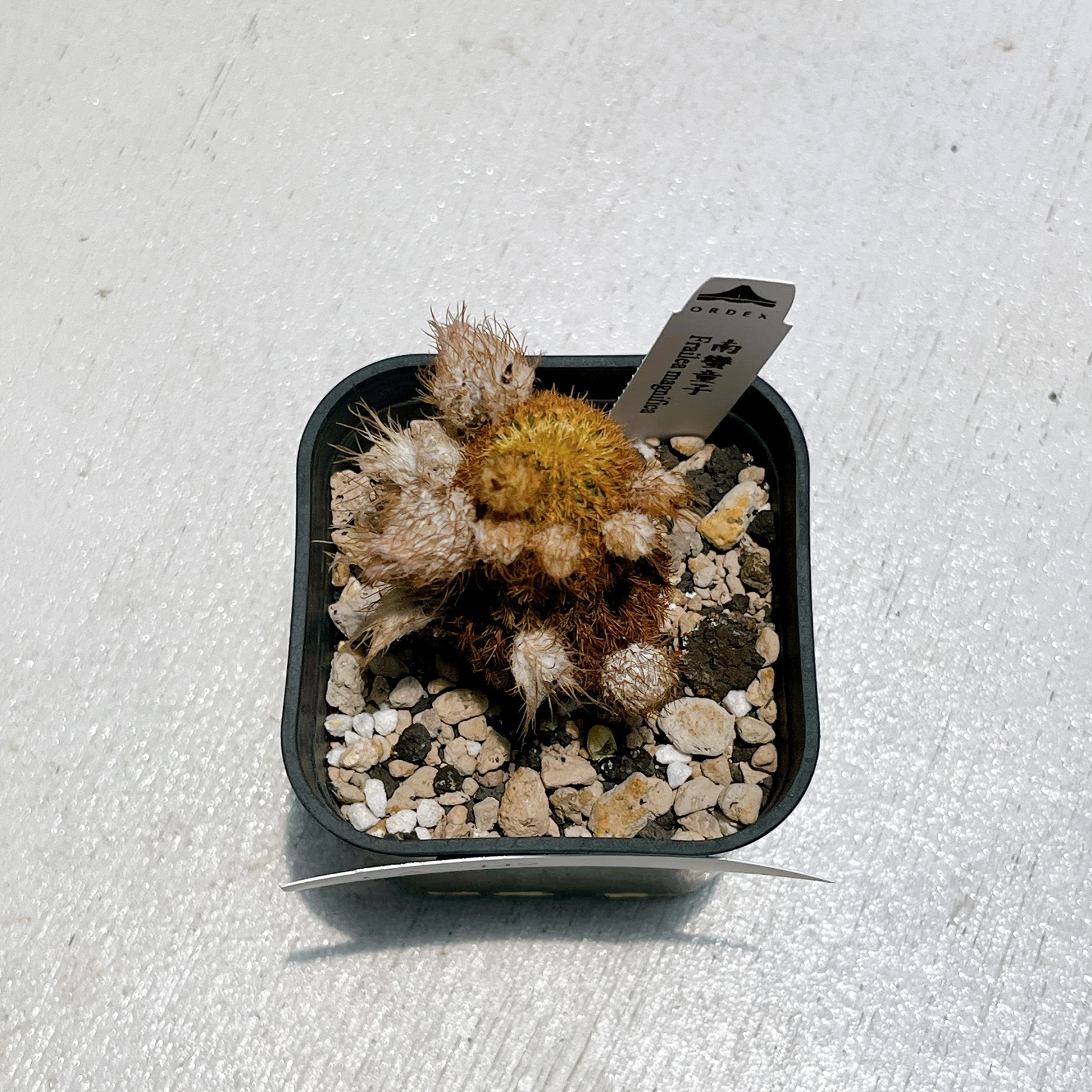 南蠻童子 Frailea magnifica CA-7449