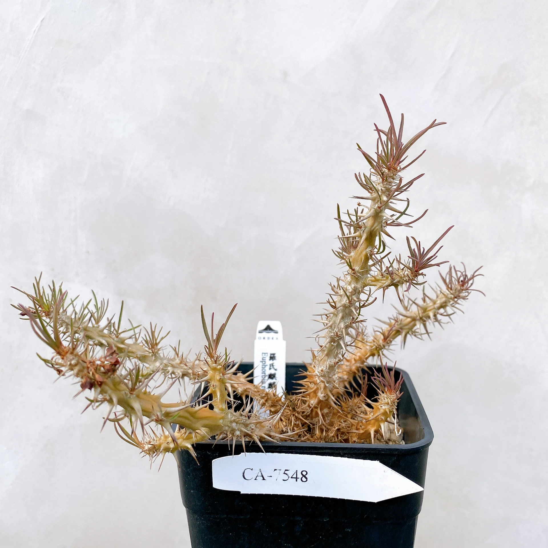 羅氏麒麟 Euphorbia rossii CA-7548