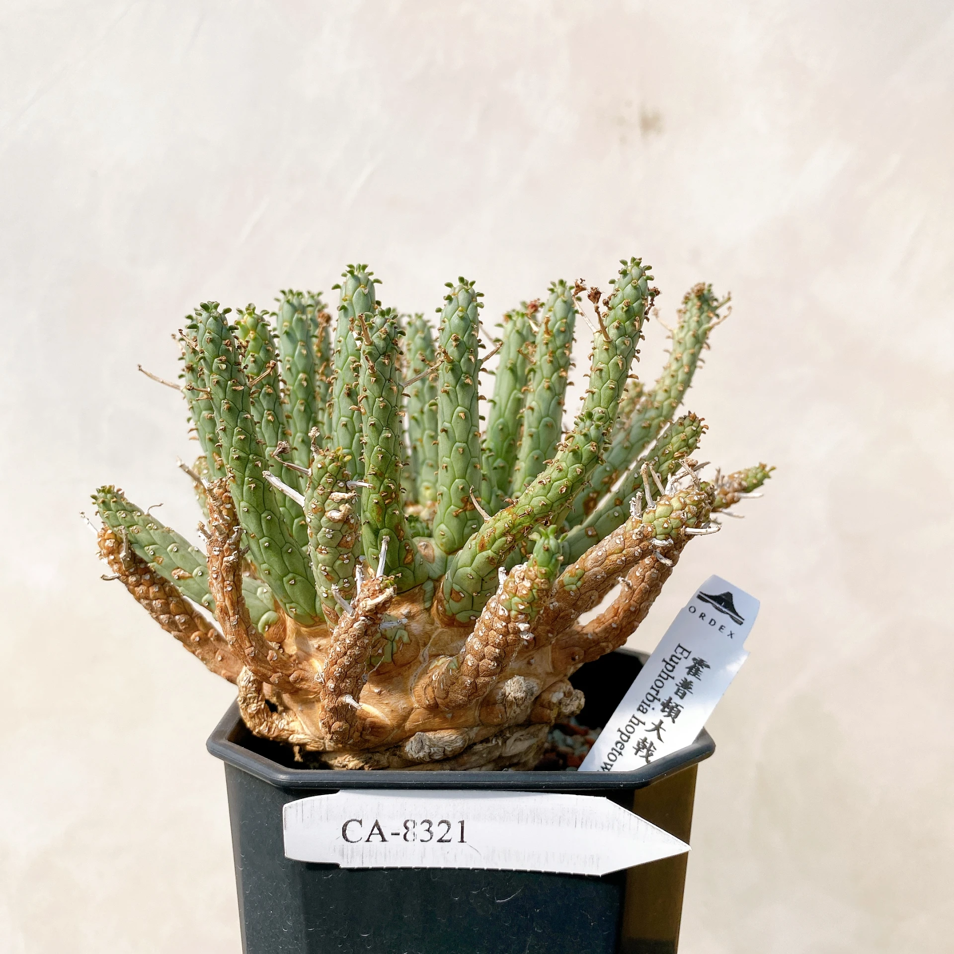 霍普頓大戟 Euphorbia hopetownensis CA-8321