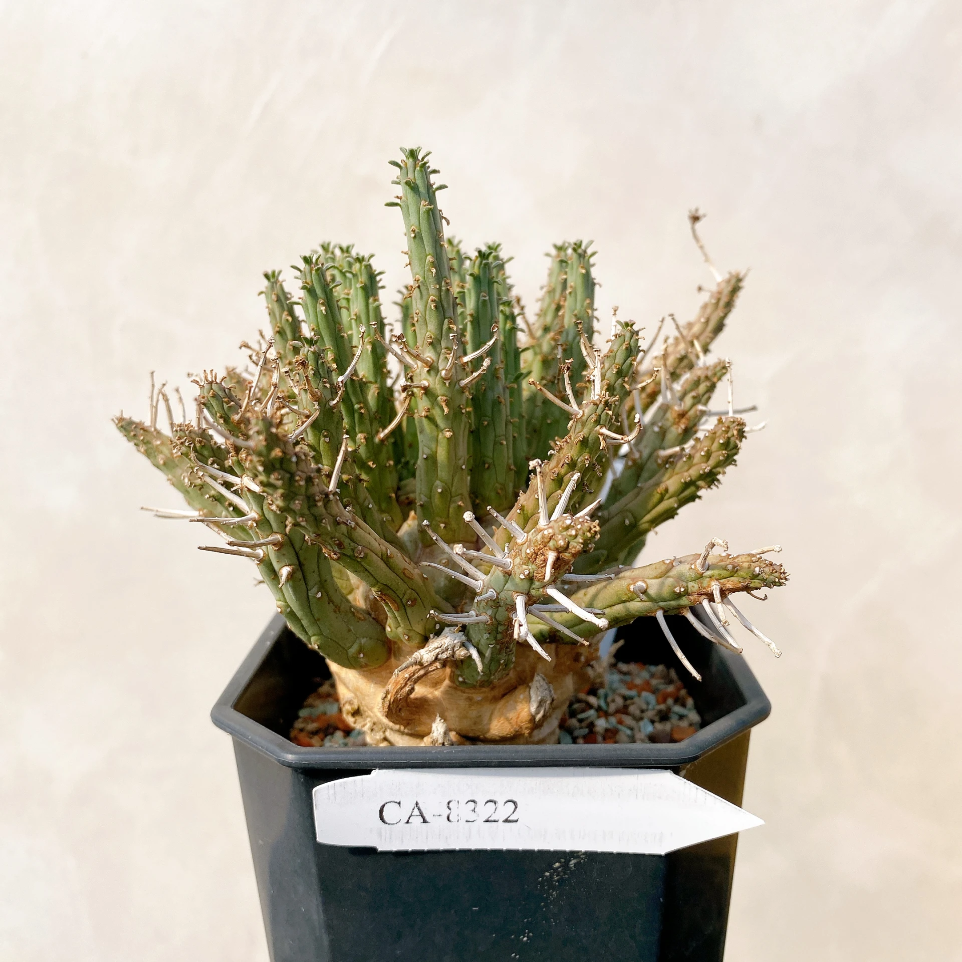 霍普頓大戟 Euphorbia hopetownensis CA-8322