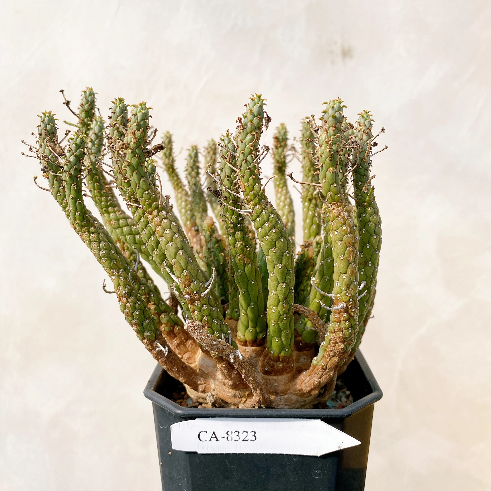 霍普頓大戟 Euphorbia hopetownensis CA-8323