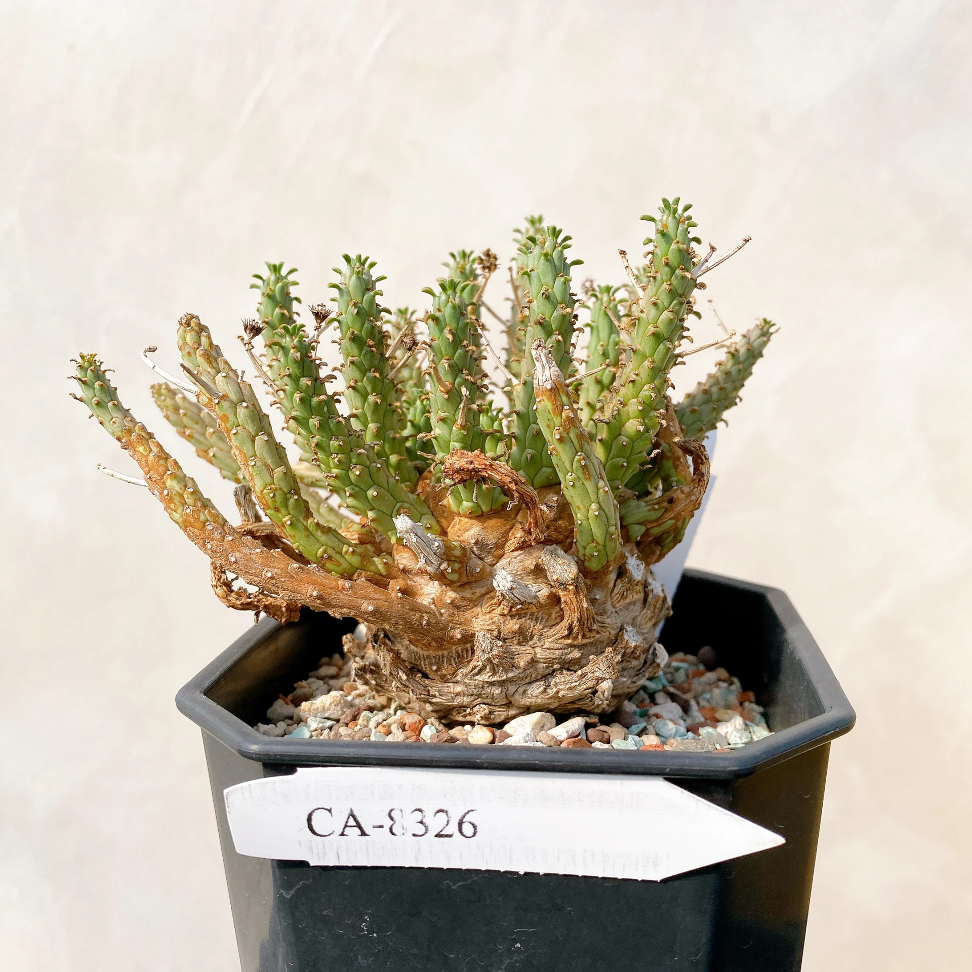 霍普頓大戟 Euphorbia hopetownensis CA-8326