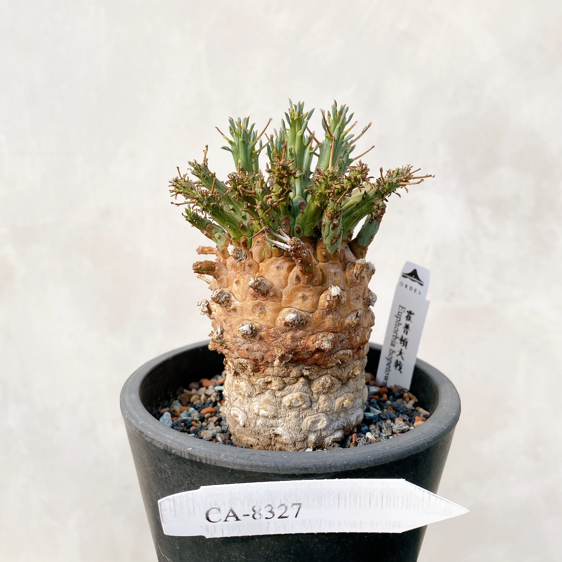 霍普頓大戟 Euphorbia hopetownensis CA-8327