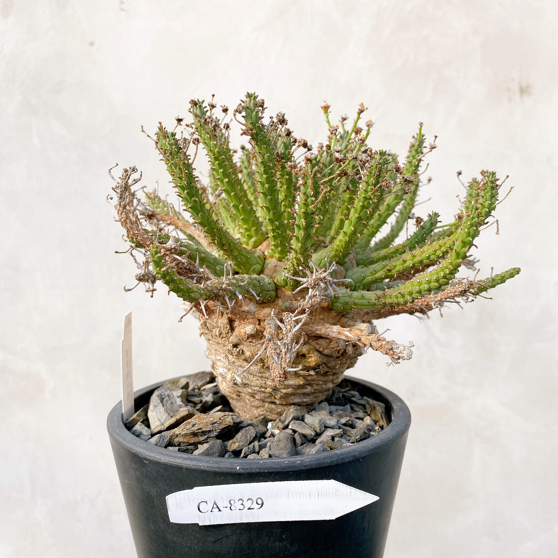 霍普頓大戟 Euphorbia hopetownensis CA-8329