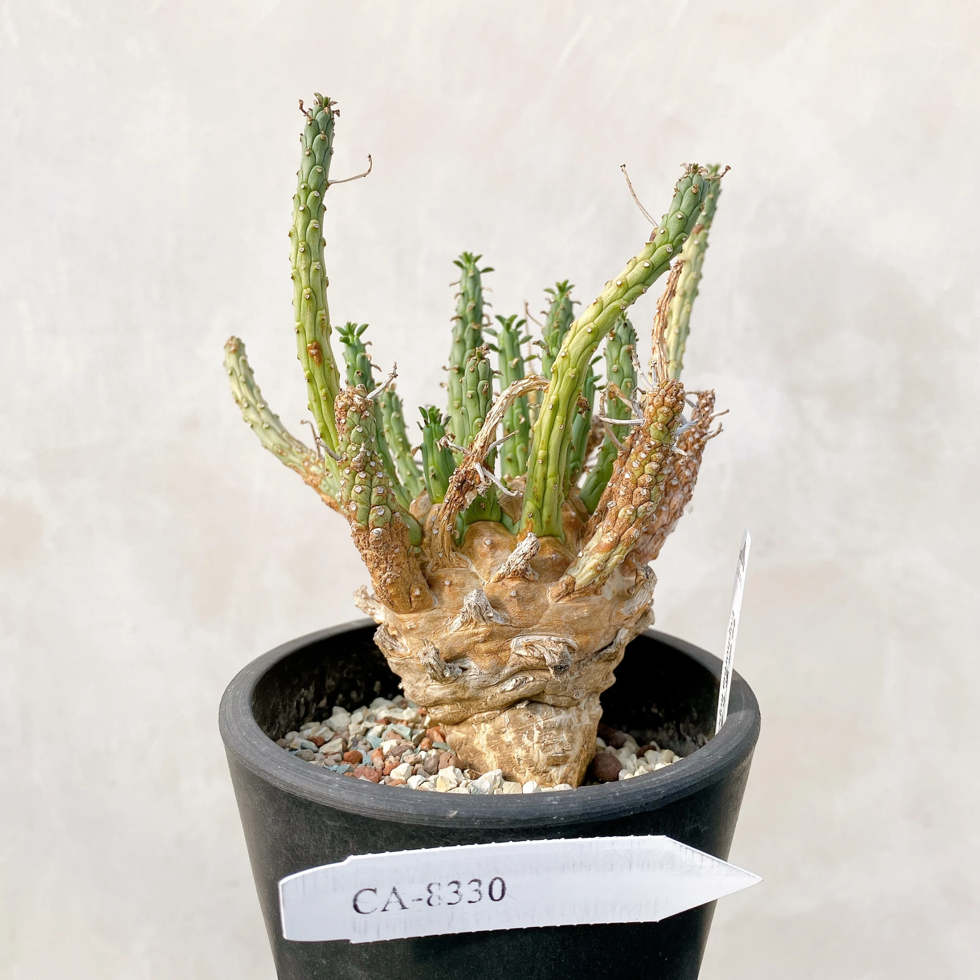霍普頓大戟 Euphorbia hopetownensis CA-8330