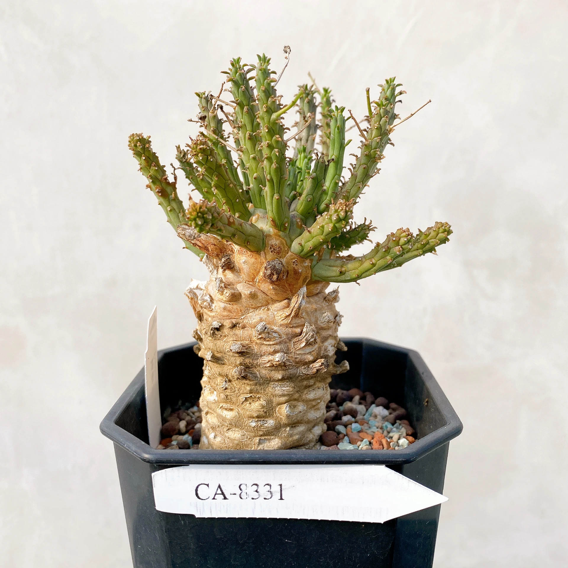 霍普頓大戟 Euphorbia hopetownensis CA-8331