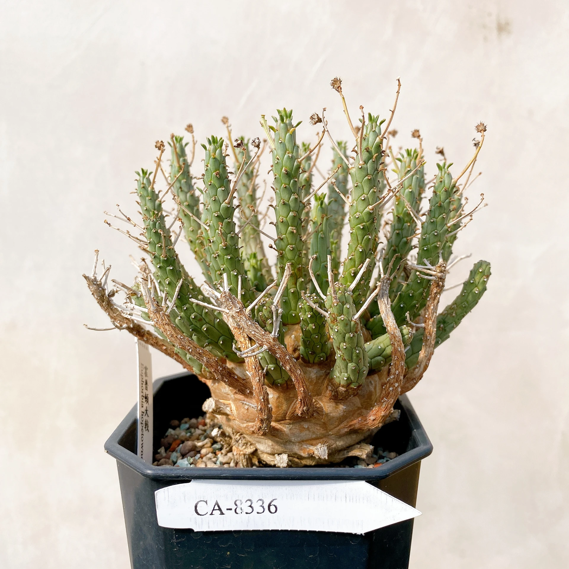 霍普頓大戟 Euphorbia hopetownensis CA-8336