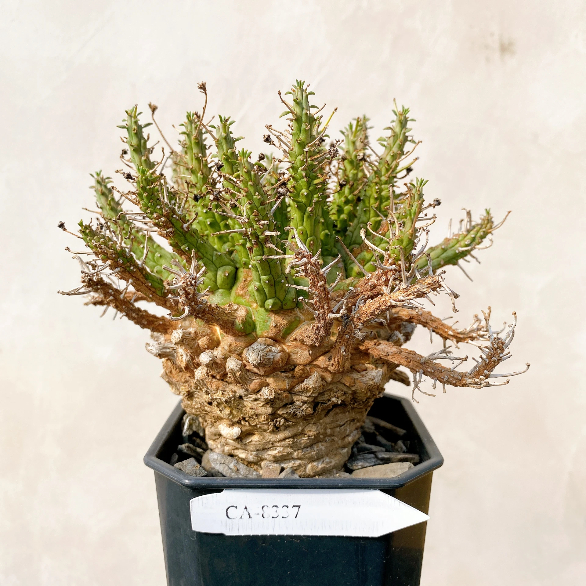 霍普頓大戟 Euphorbia hopetownensis CA-8337