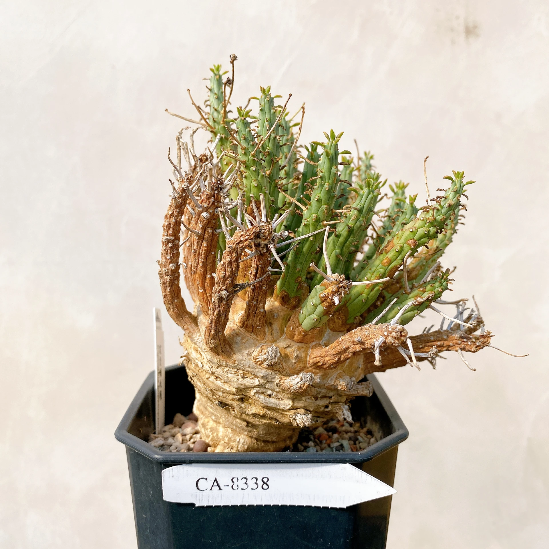 霍普頓大戟 Euphorbia hopetownensis CA-8338