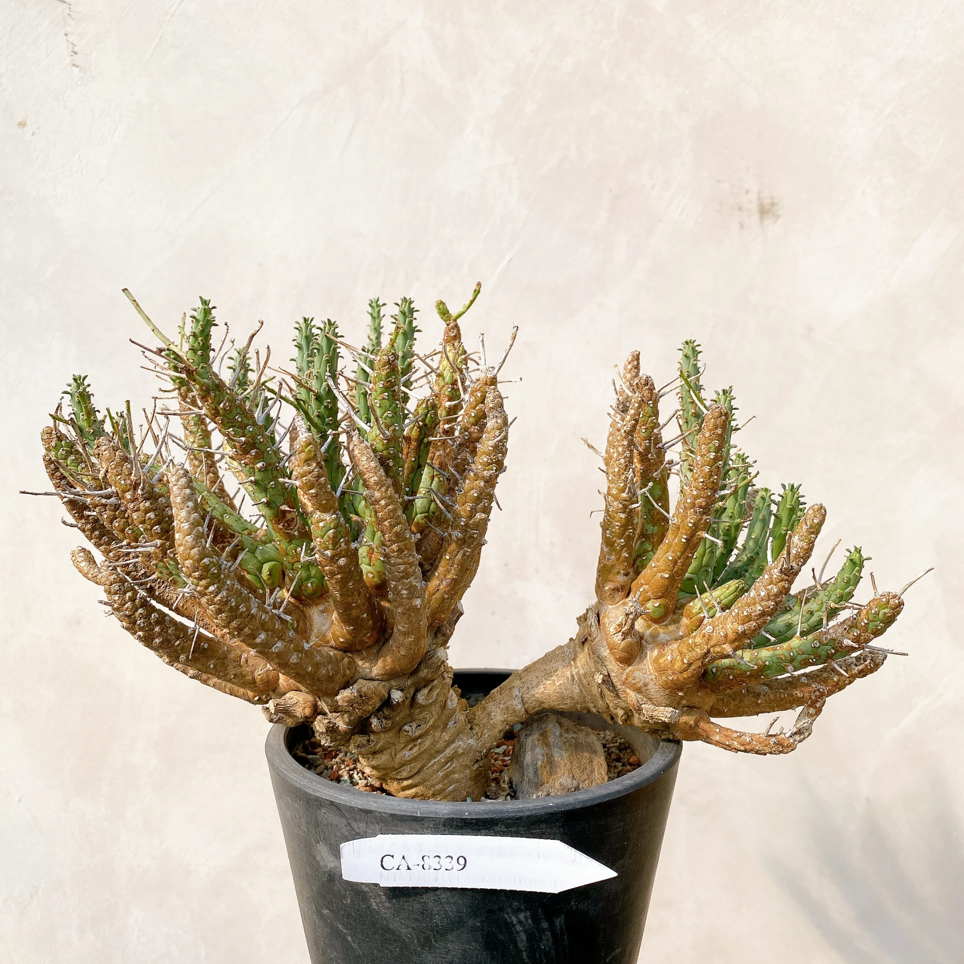 霍普頓大戟 Euphorbia hopetownensis CA-8339