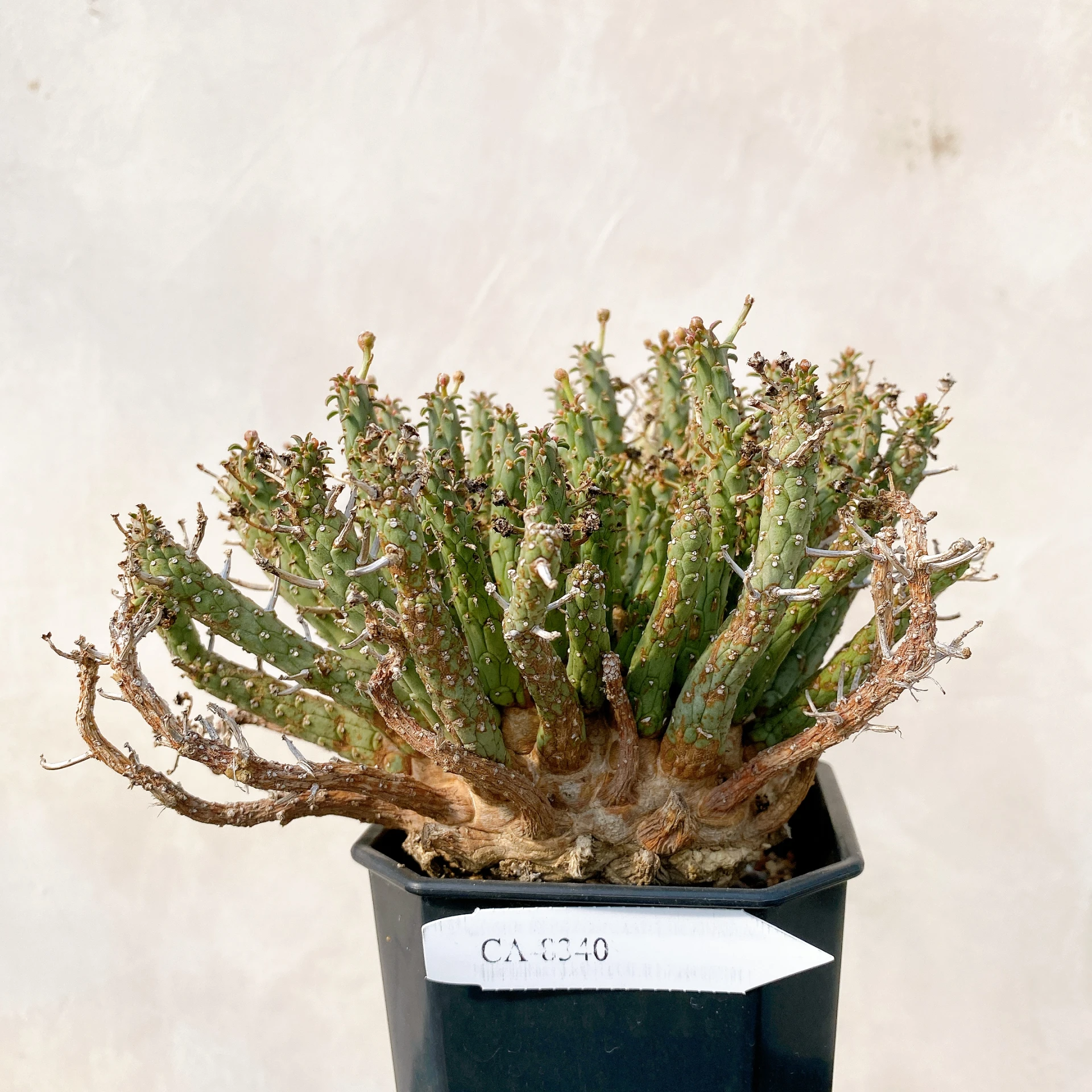 霍普頓大戟 Euphorbia hopetownensis CA-8340