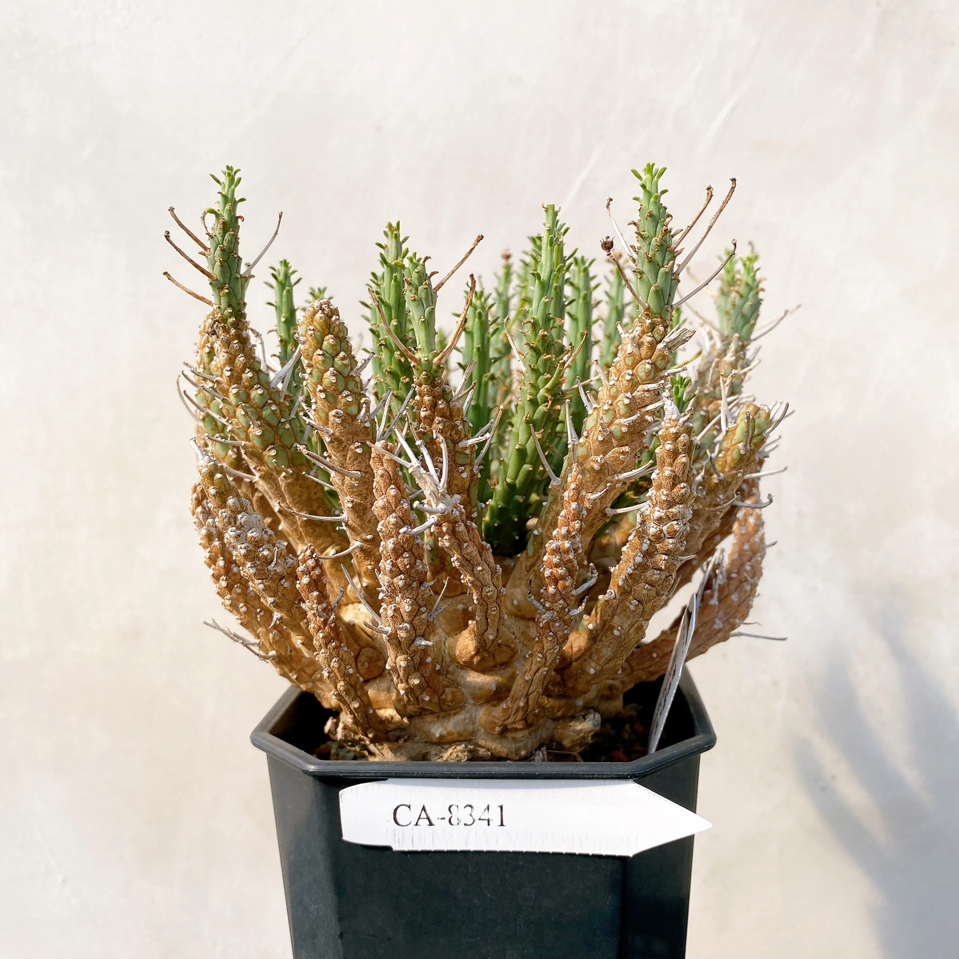 霍普頓大戟 Euphorbia hopetownensis CA-8341