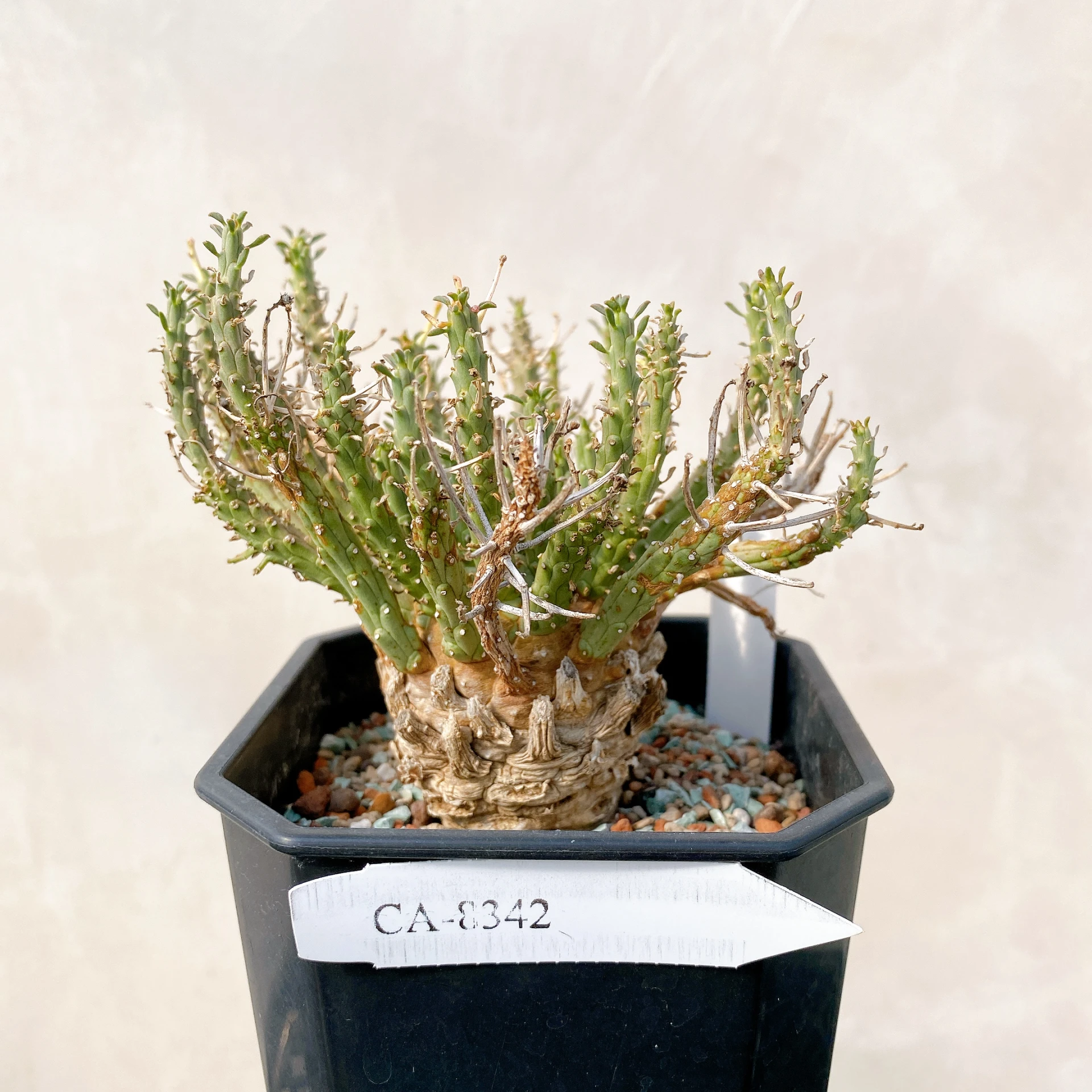 霍普頓大戟 Euphorbia hopetownensis CA-8342