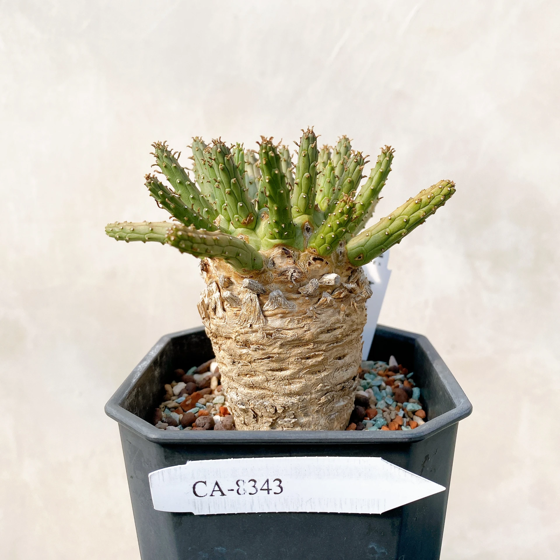 霍普頓大戟 Euphorbia hopetownensis CA-8343