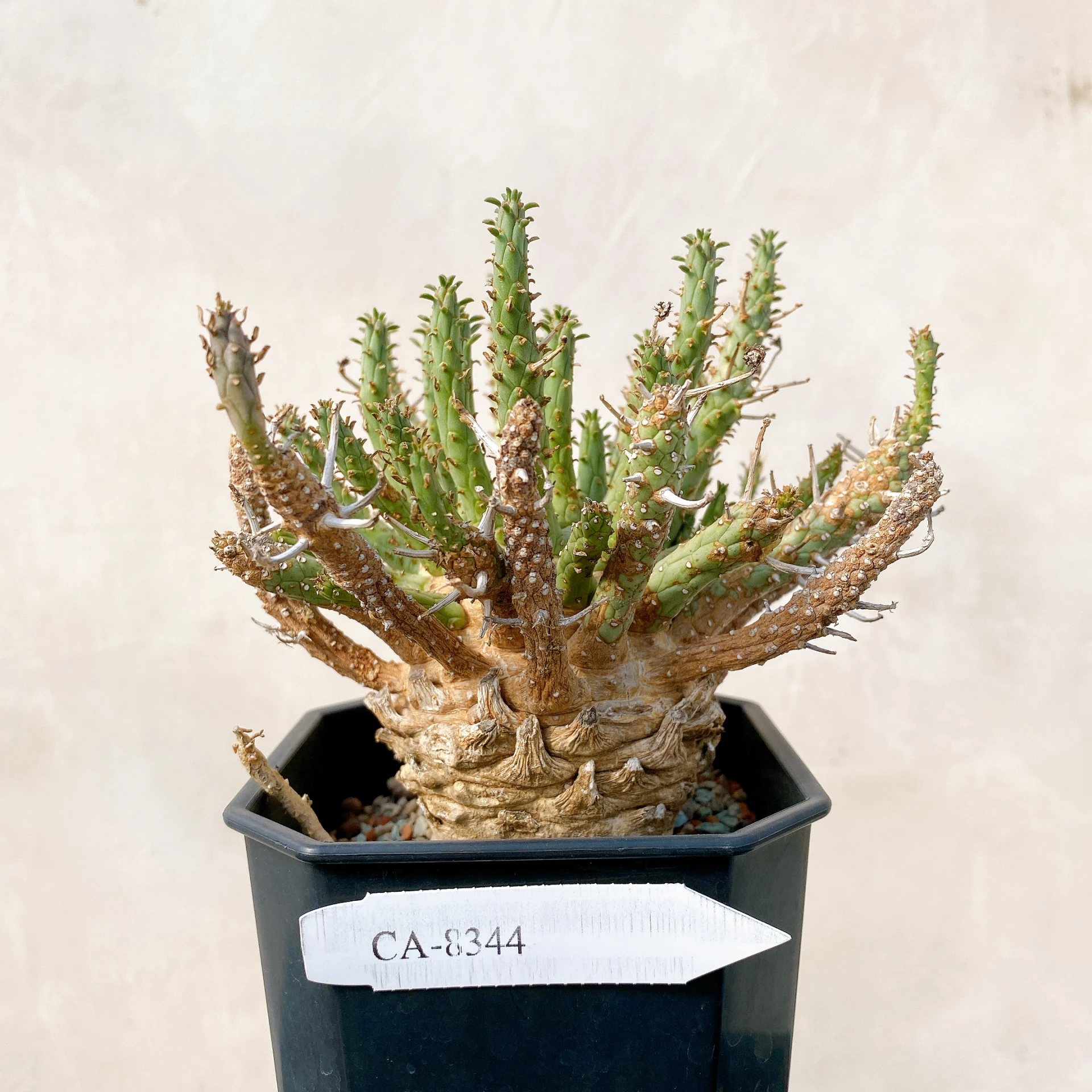 霍普頓大戟 Euphorbia hopetownensis CA-8344