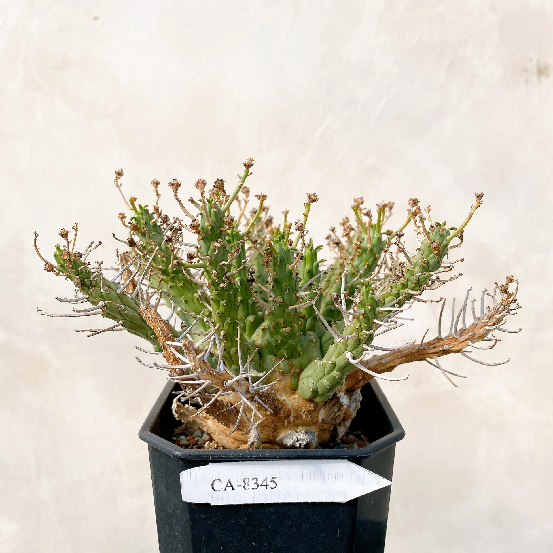 霍普頓大戟 Euphorbia hopetownensis CA-8345
