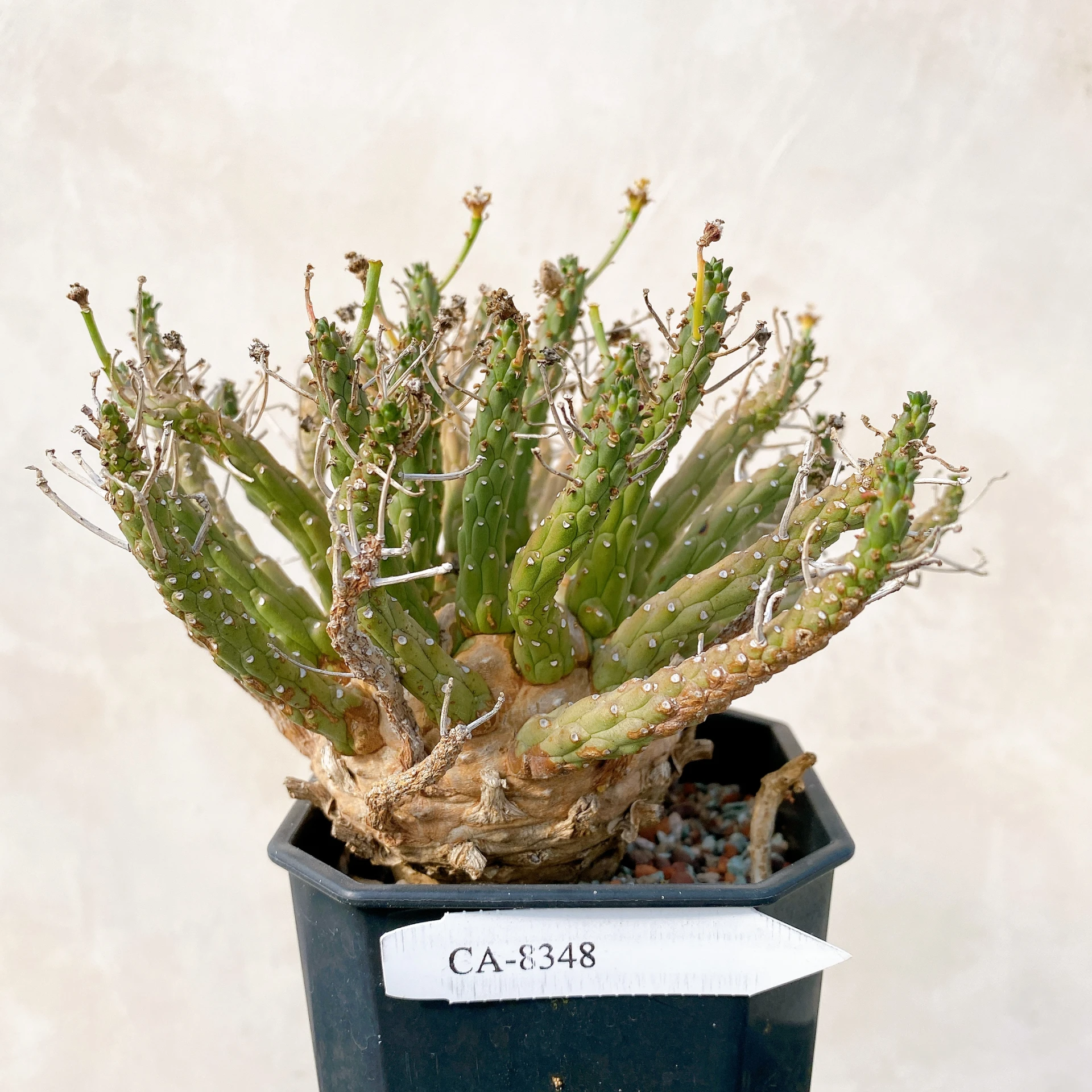 霍普頓大戟 Euphorbia hopetownensis CA-8348