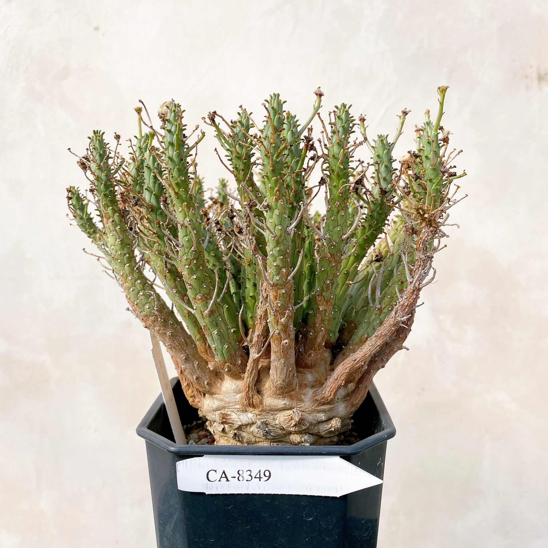 霍普頓大戟 Euphorbia hopetownensis CA-8349