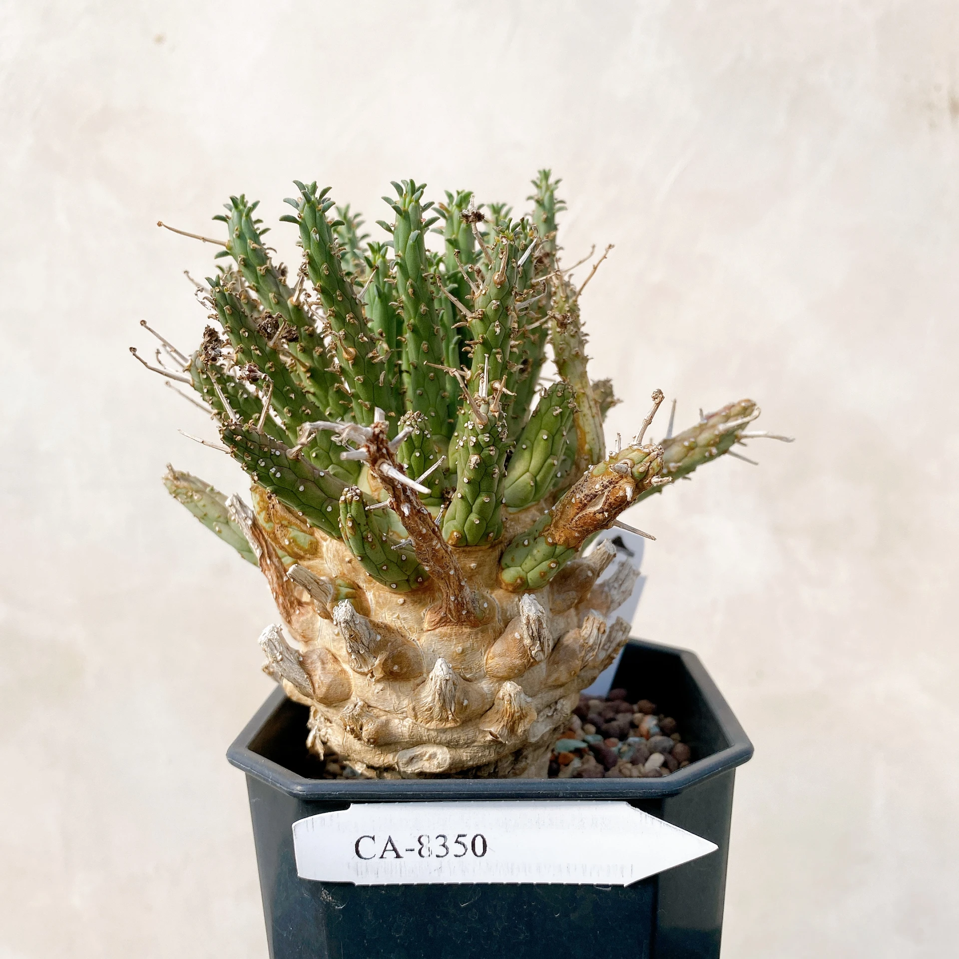霍普頓大戟 Euphorbia hopetownensis CA-8350